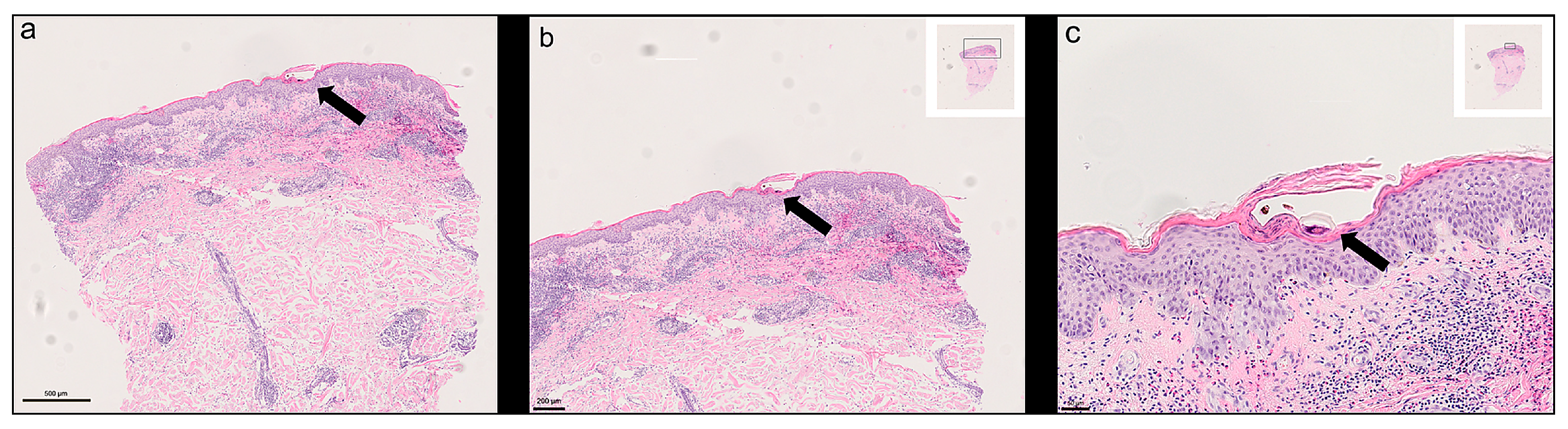 Bioengineering 13 00016 g001