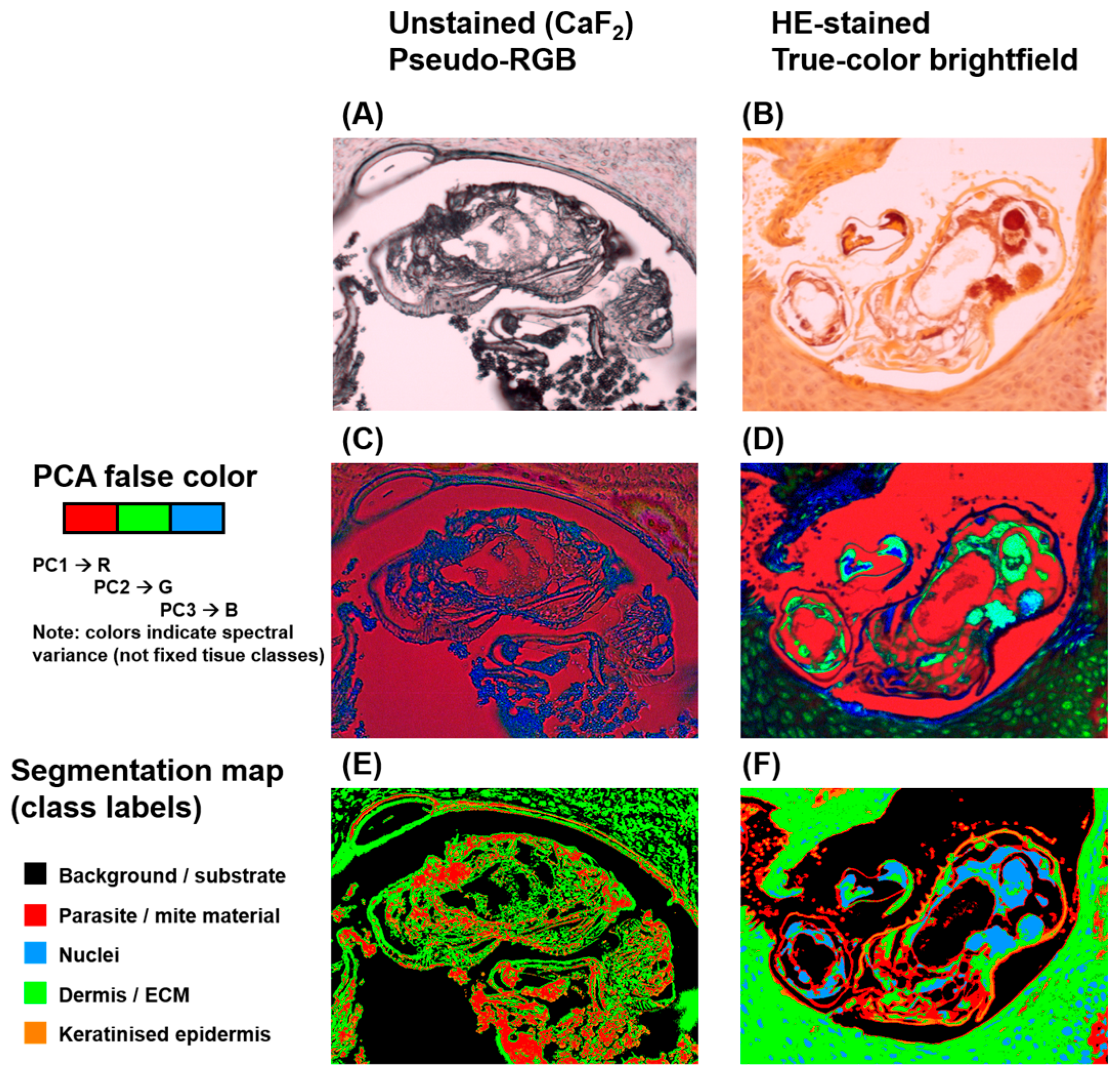 Bioengineering 13 00016 g005
