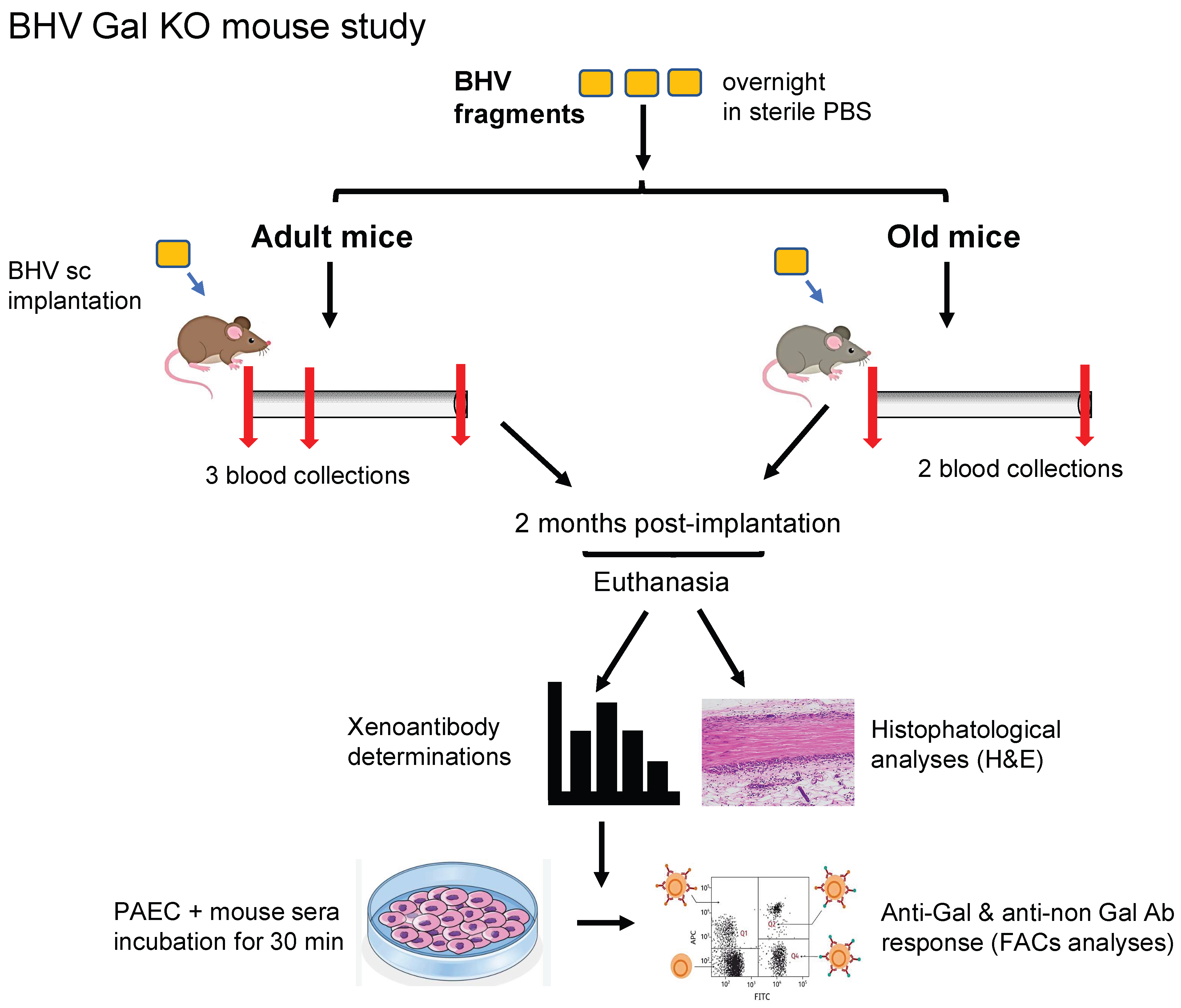 Bioengineering 13 00053 g001