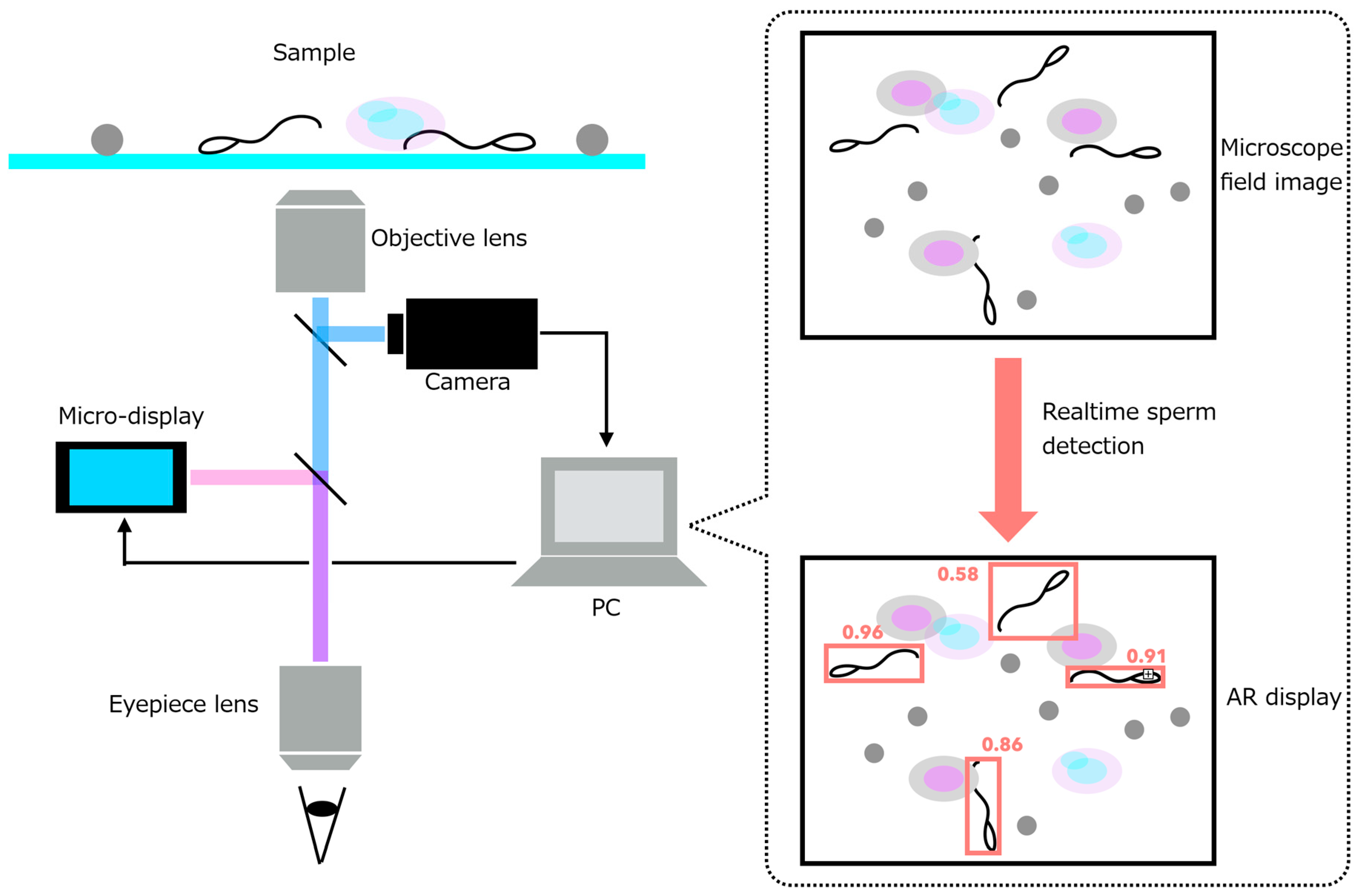 Bioengineering 13 00102 g001