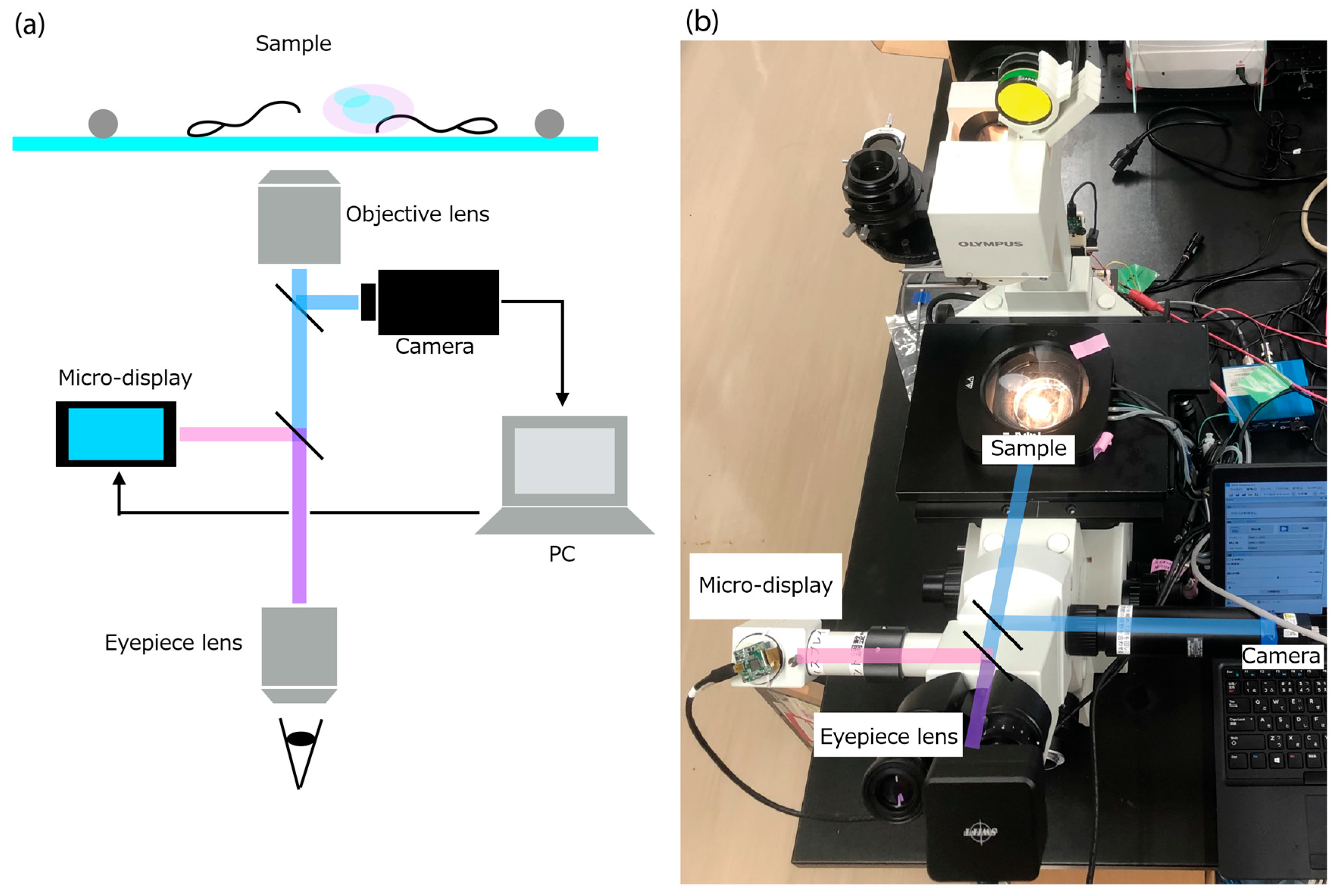Bioengineering 13 00102 g003