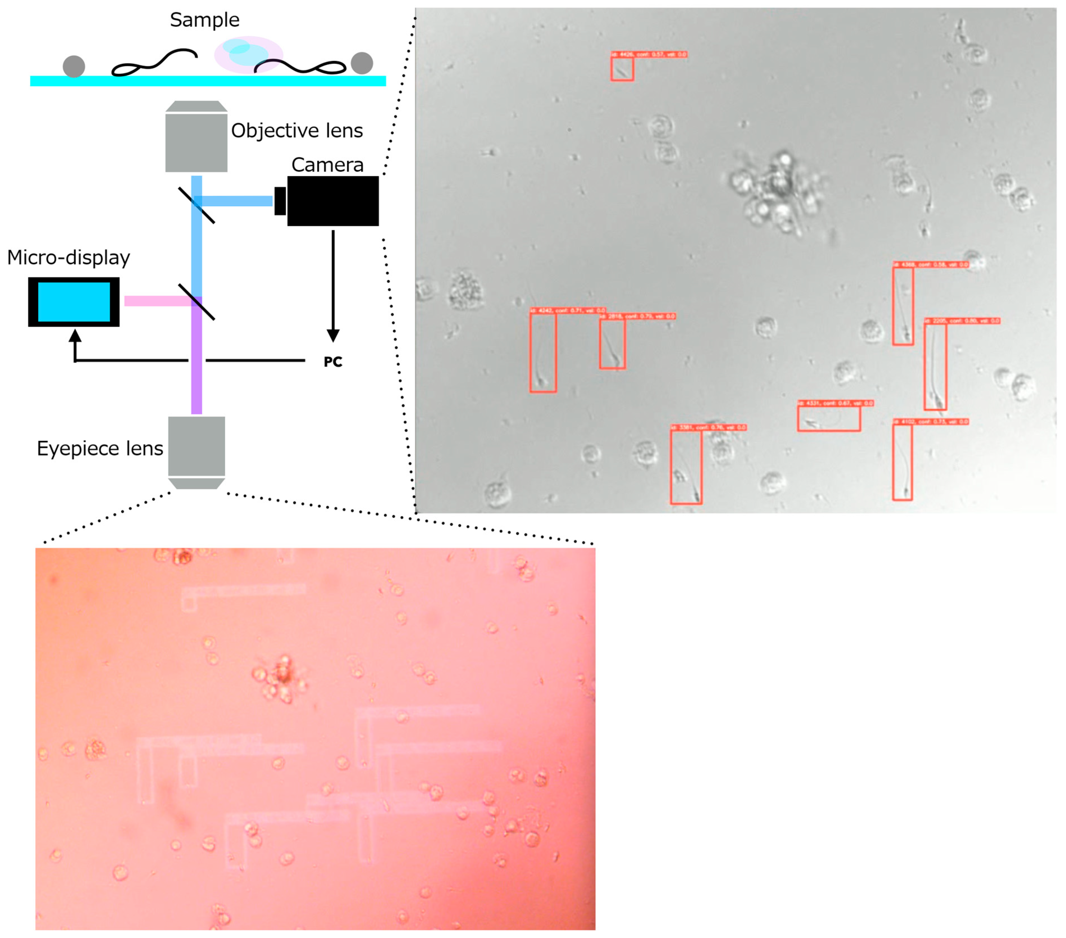 Bioengineering 13 00102 g014