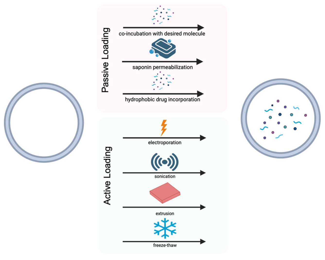 Bioengineering 13 00148 g005