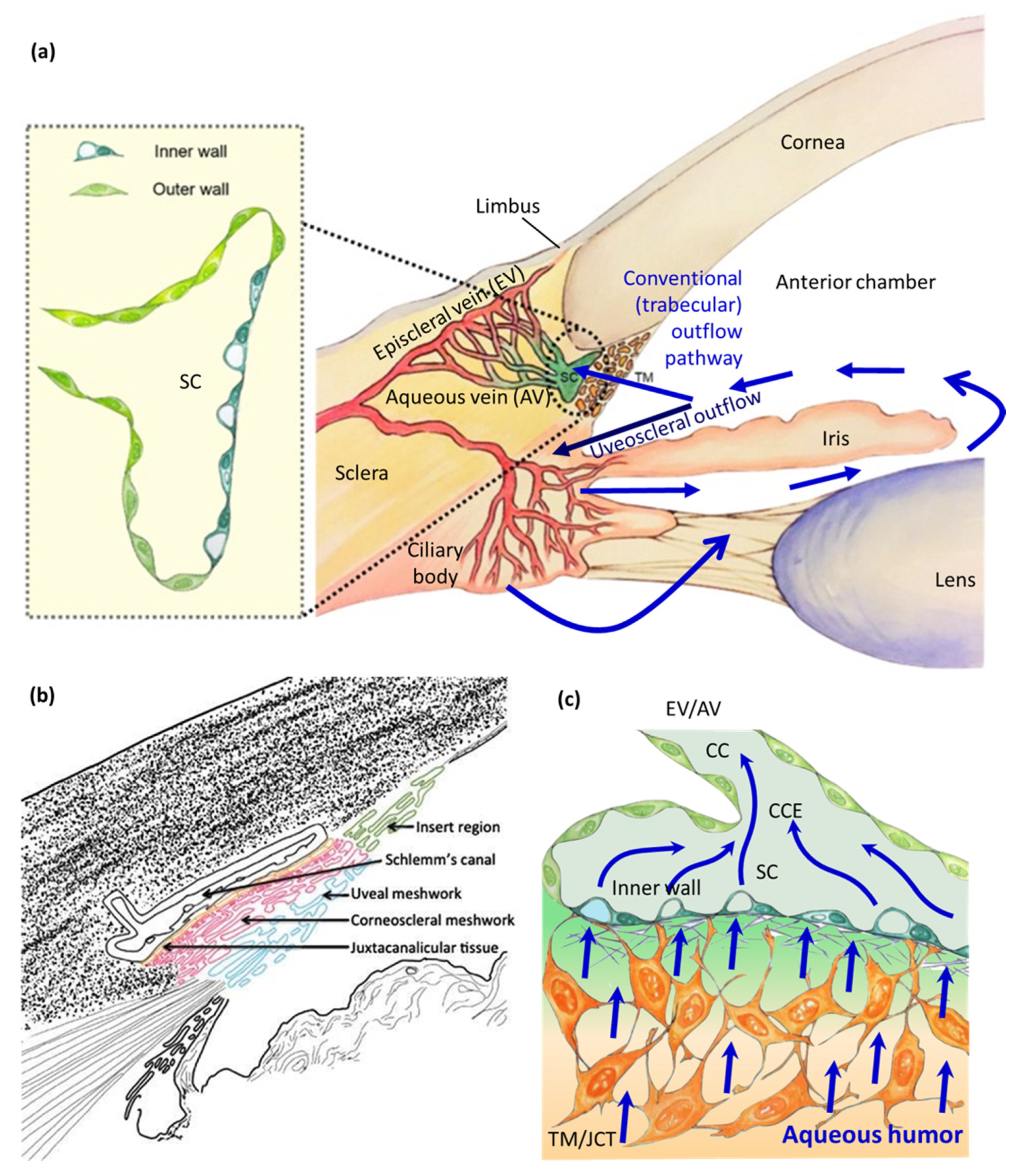 Bioengineering 13 00291 g001