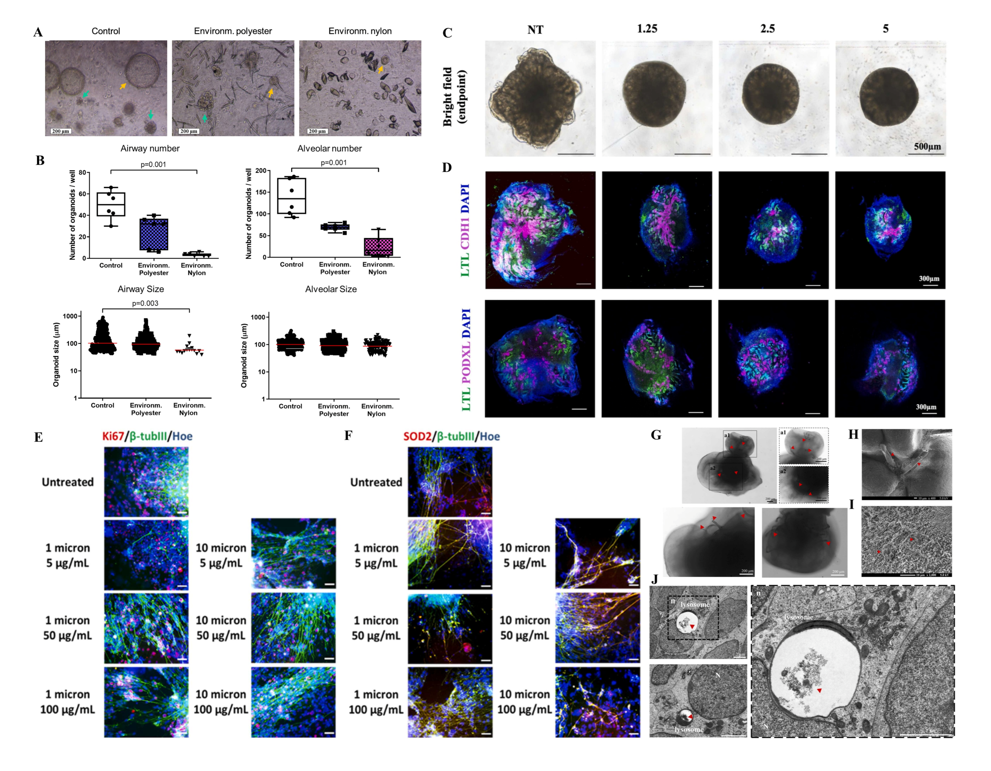 Bioengineering 13 00309 g002