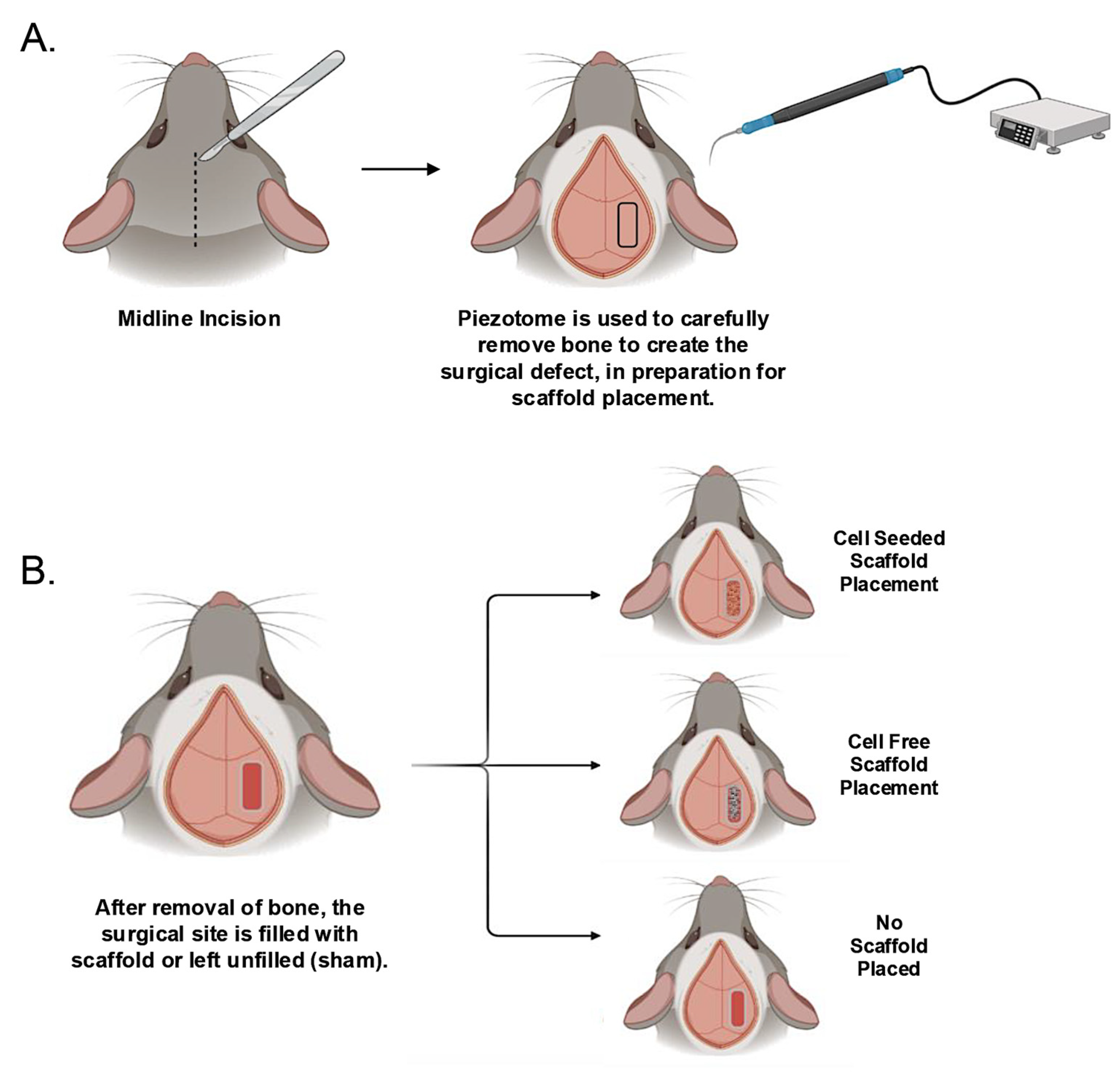 Bioengineering 13 00420 g001