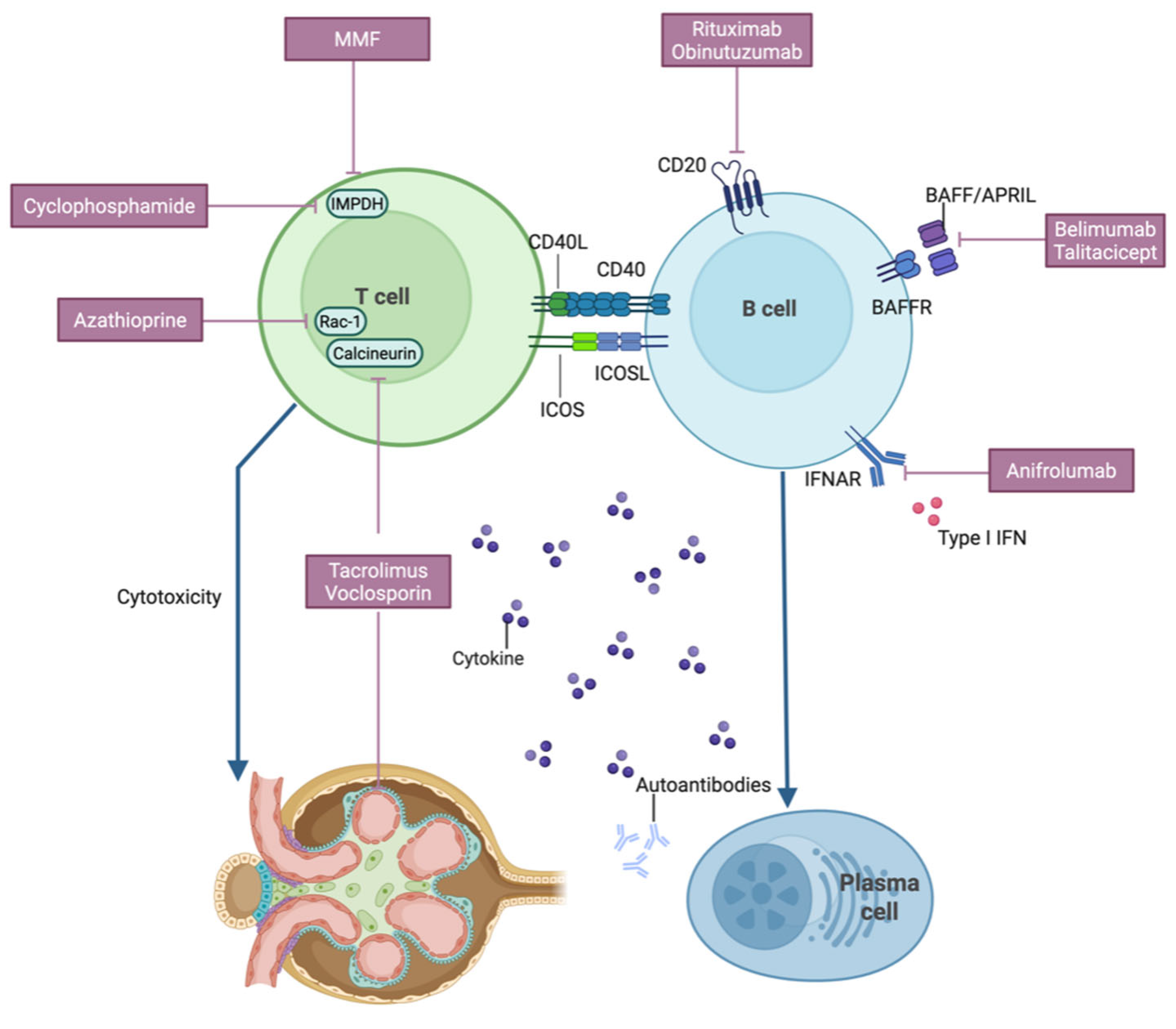 Bioengineering 13 00428 g001