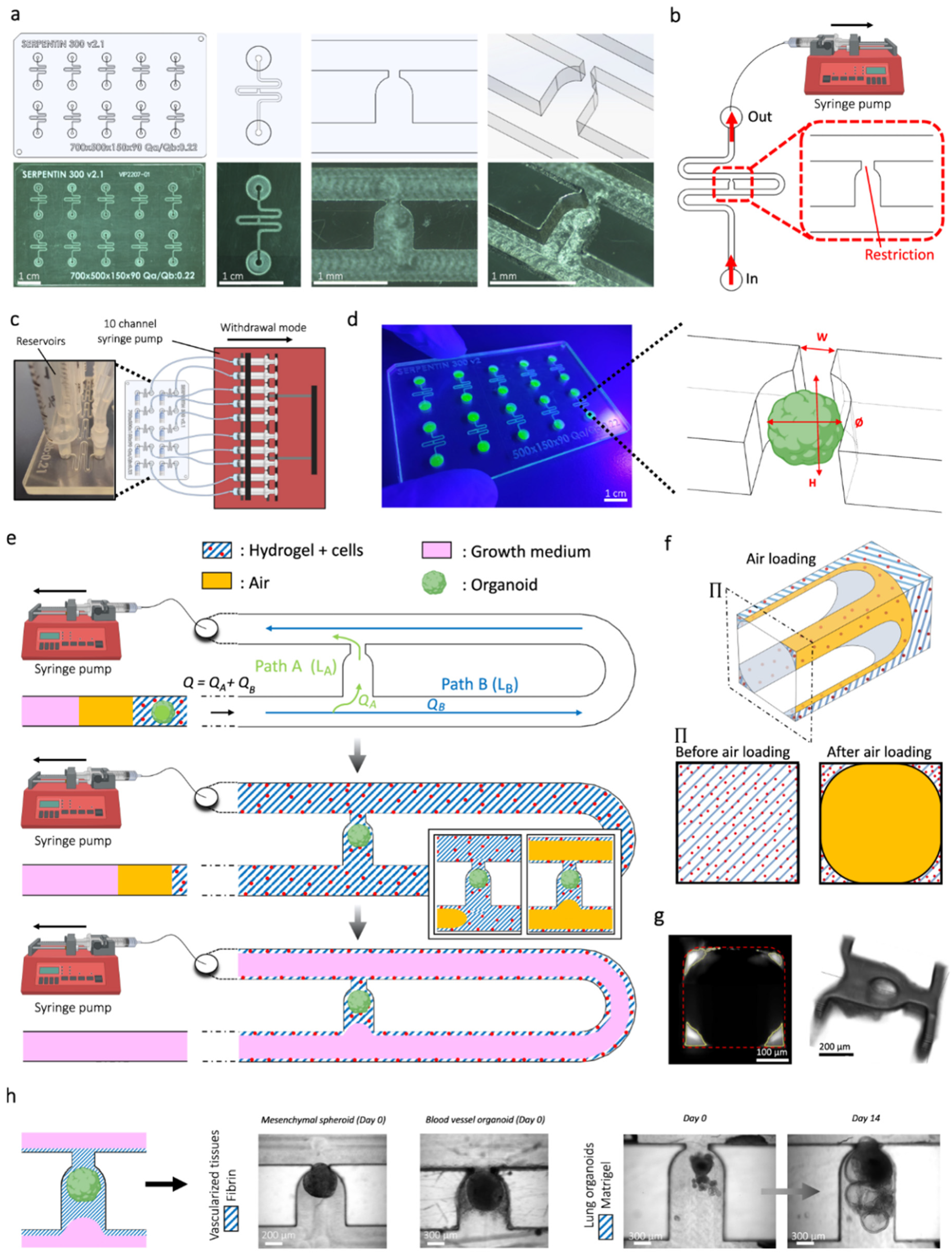 Bioengineering 13 00478 g002 Bioengineering 13 00478 g002