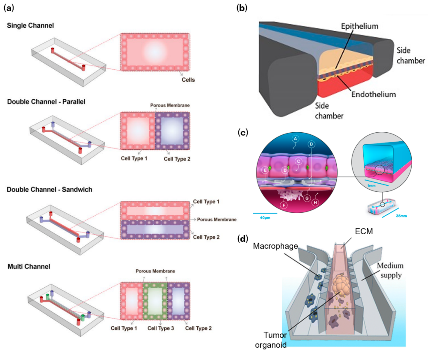 Bioengineering 13 00492 g002