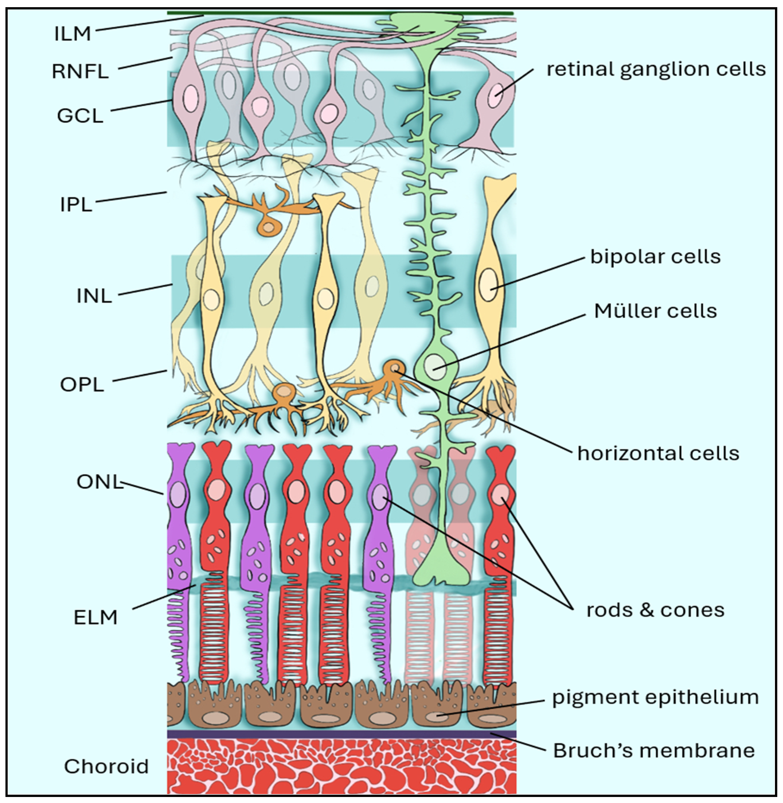 Bioengineering 13 00509 g001