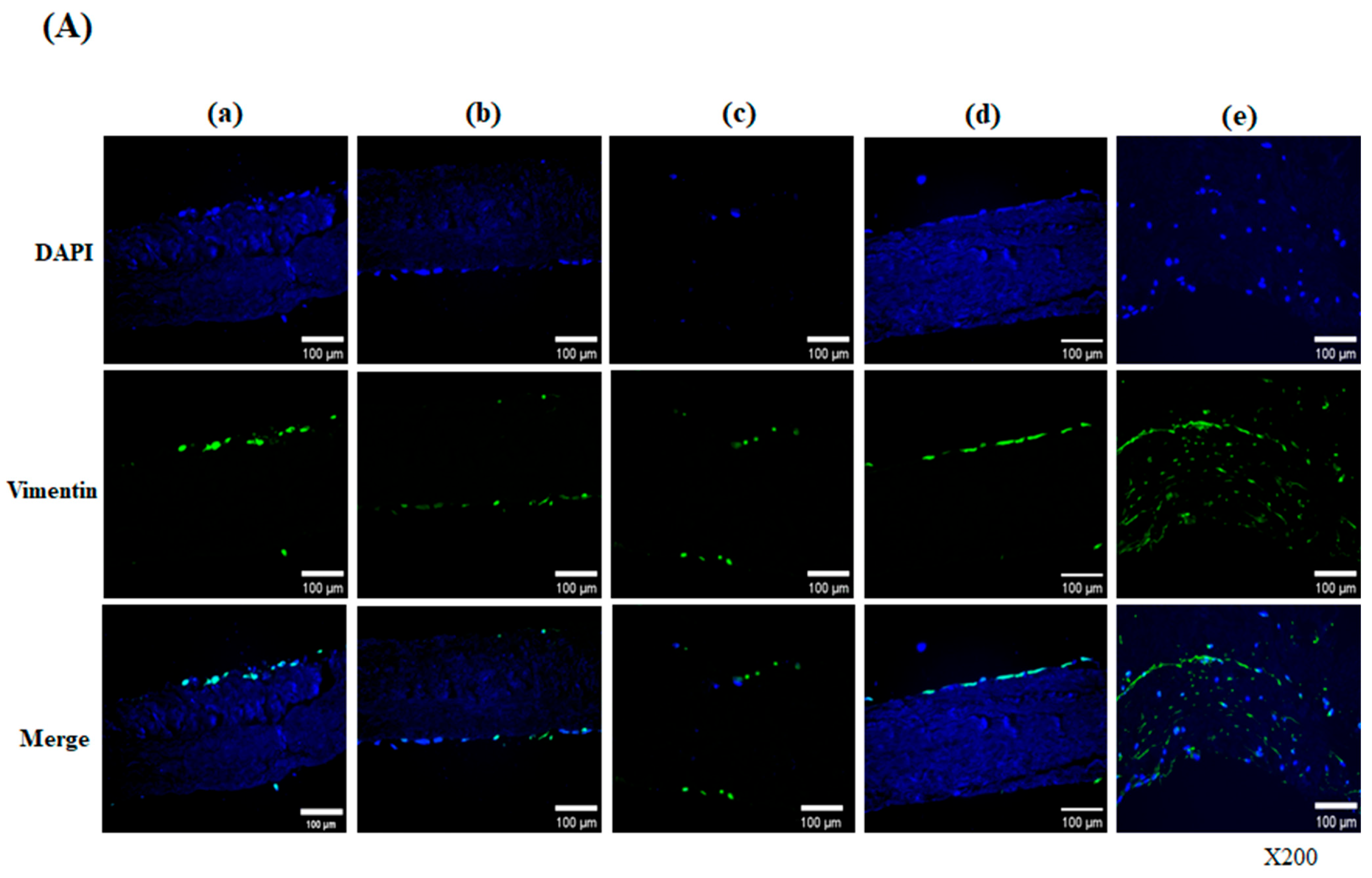 Bioengineering 13 00546 g003a