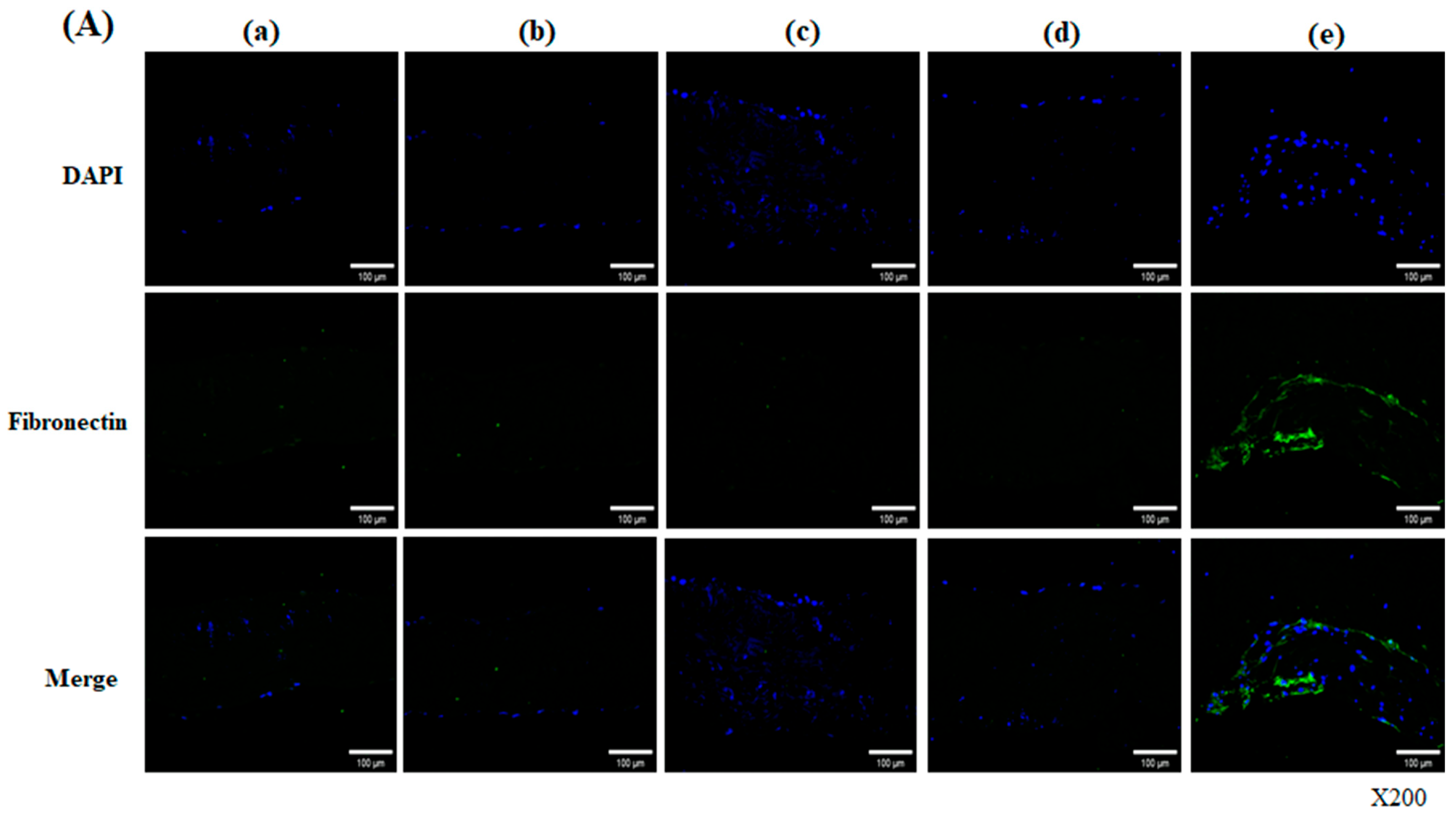 Bioengineering 13 00546 g004a