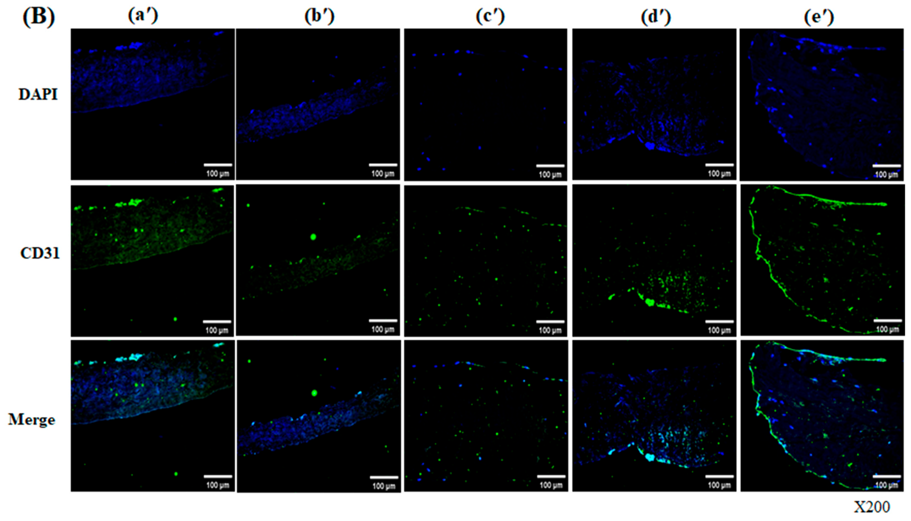 Bioengineering 13 00546 g006b