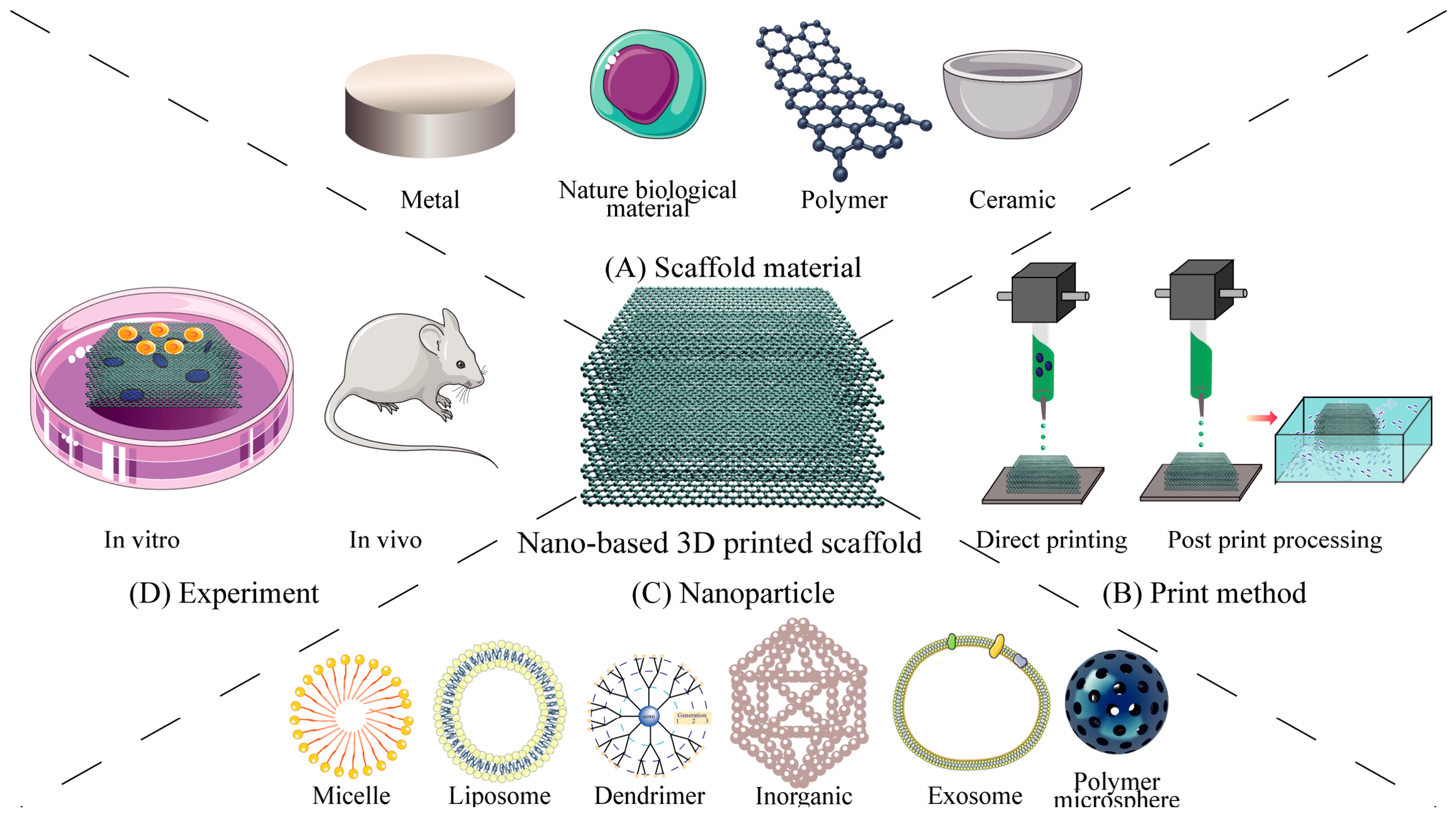 Bioengineering 13 00569 g001