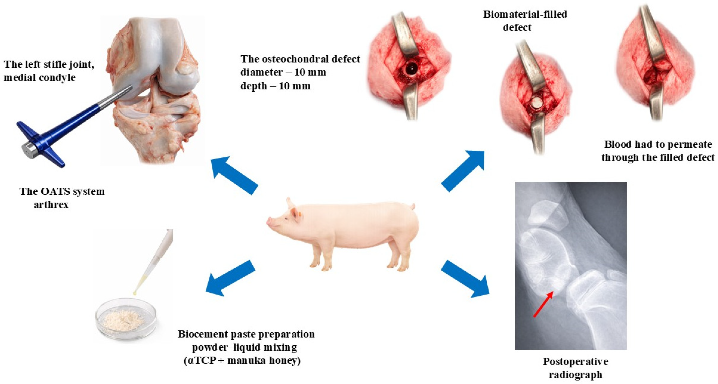 Bioengineering 13 00585 g001