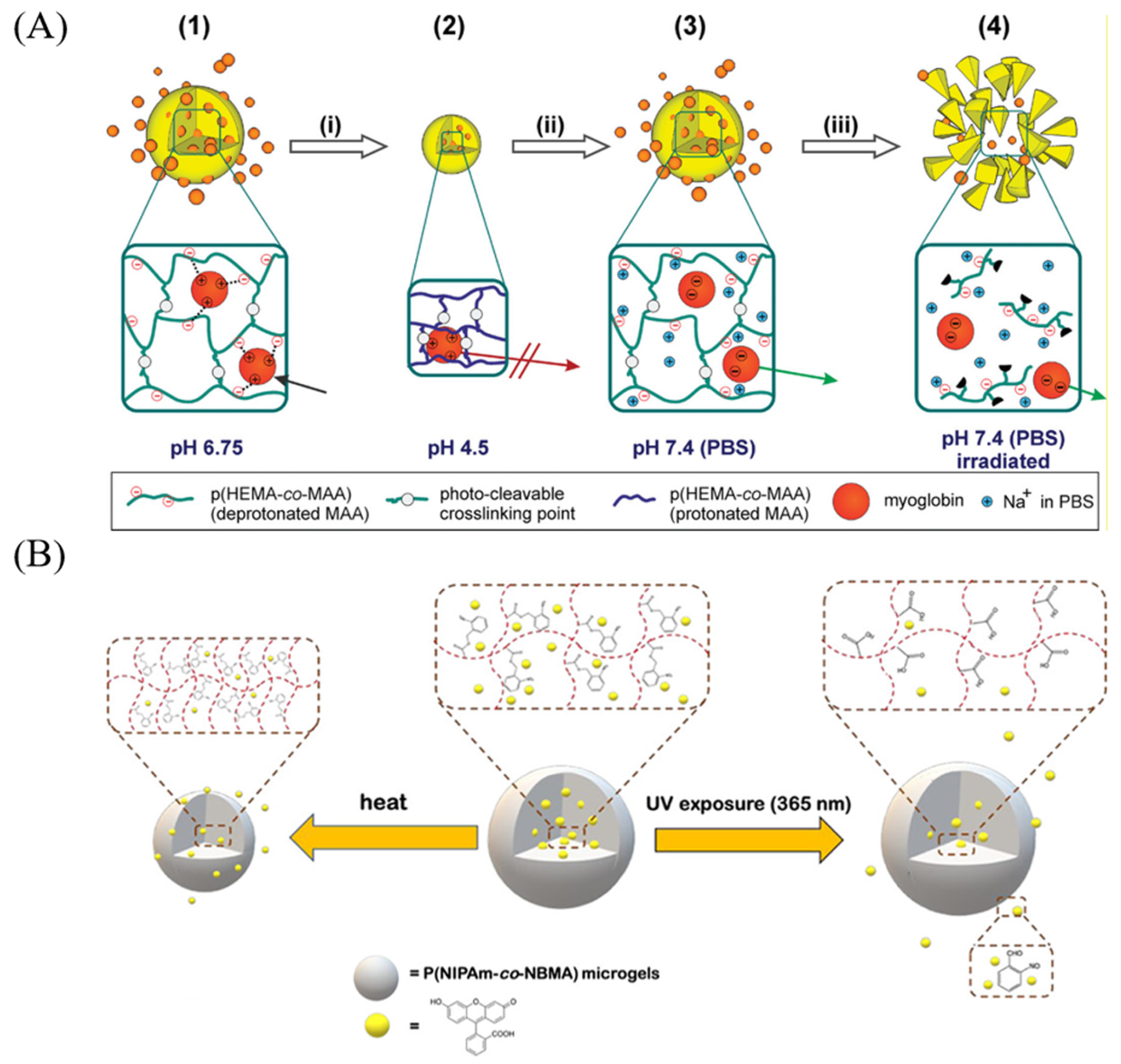Bioengineering 13 00609 g003