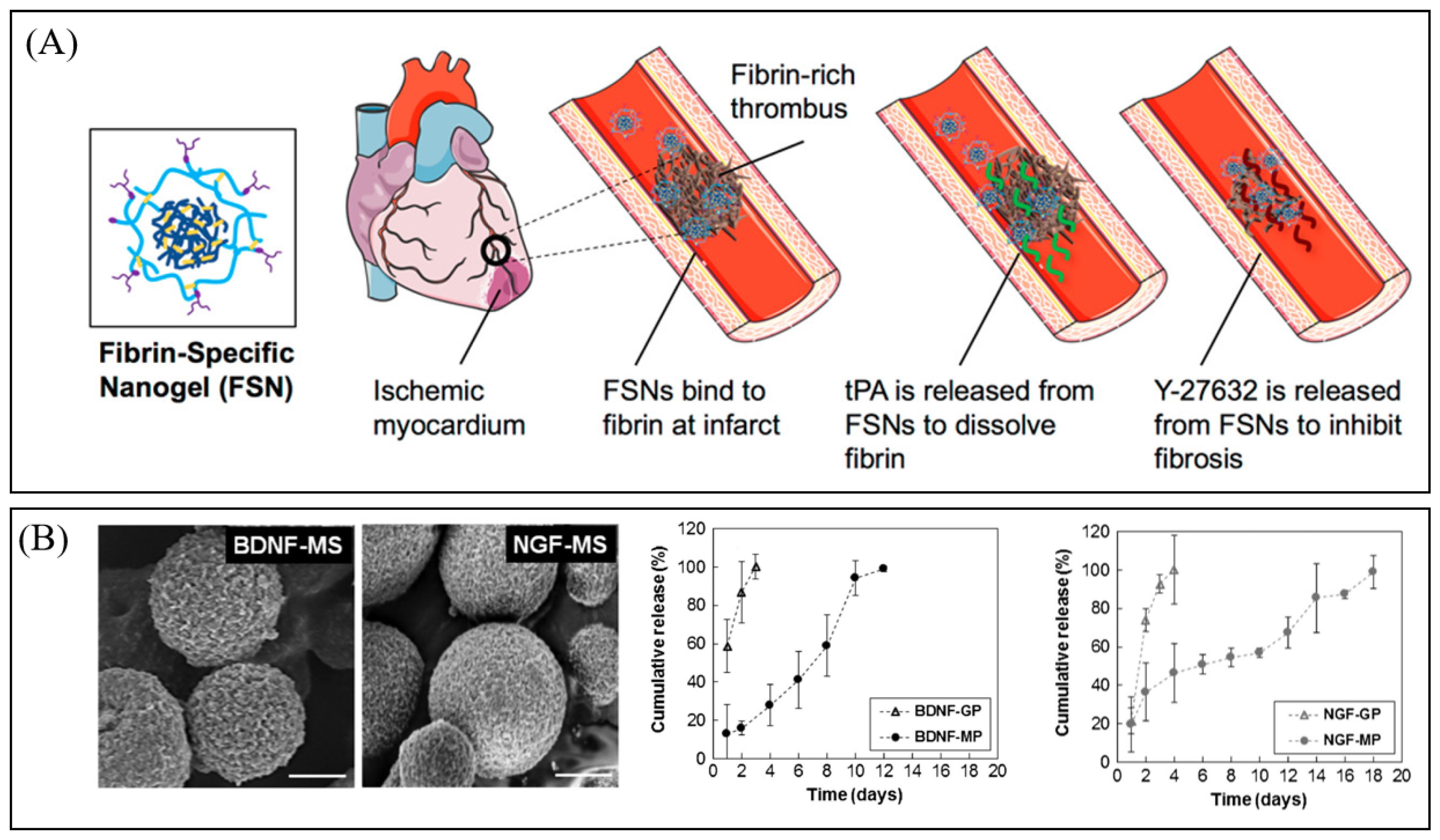 Bioengineering 13 00609 g006