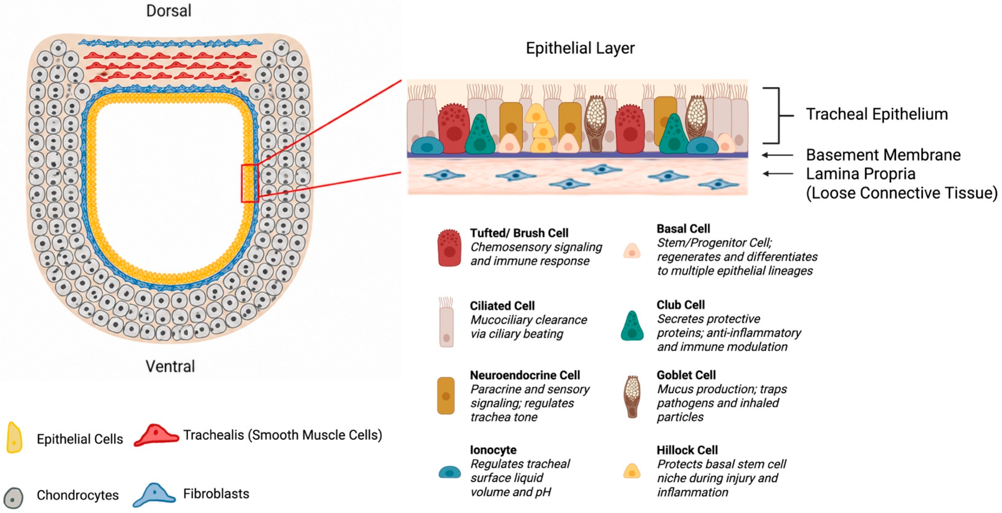 Bioengineering 13 00641 g003 Bioengineering 13 00641 g003