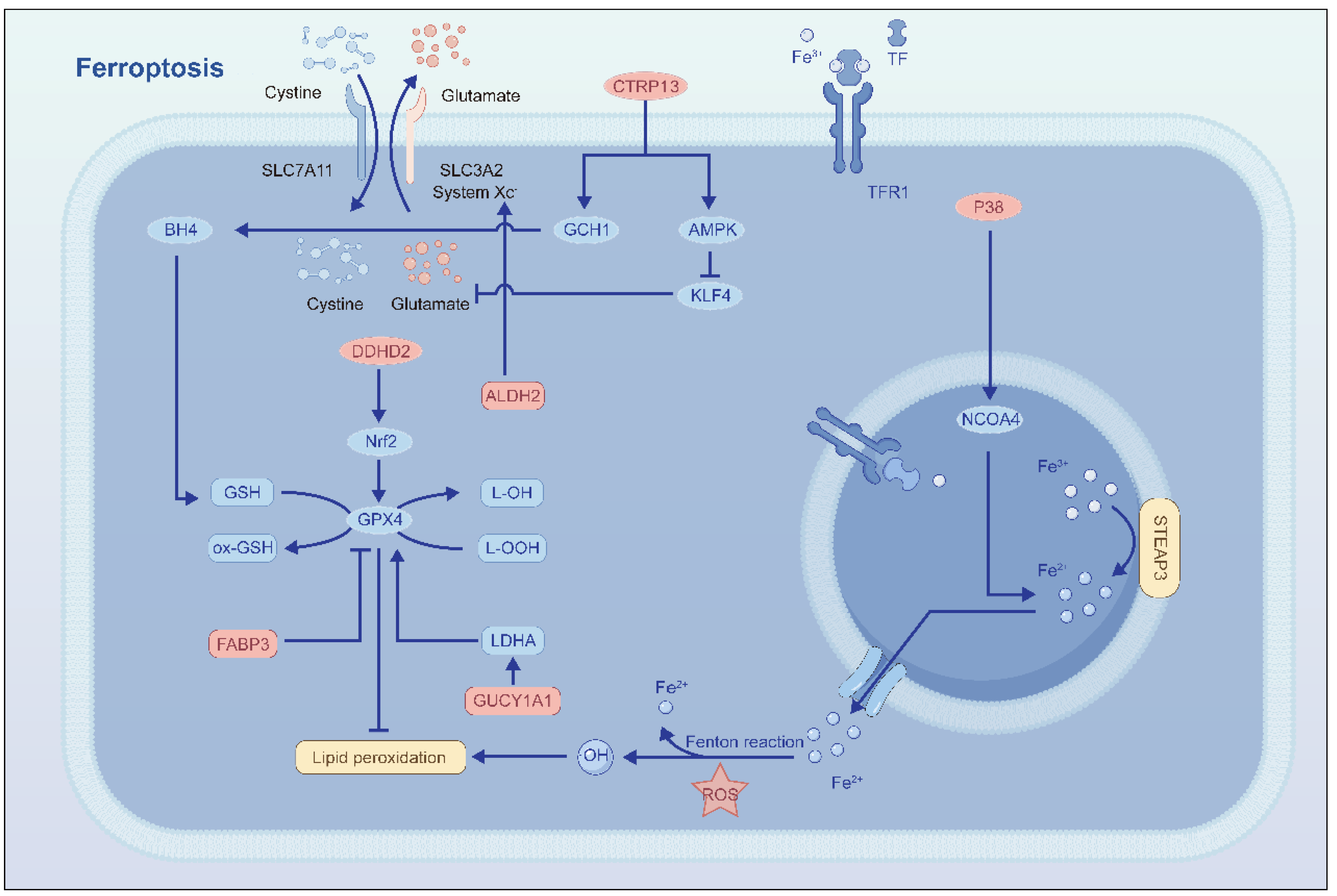 Bioengineering 13 00661 g002 Bioengineering 13 00661 g002