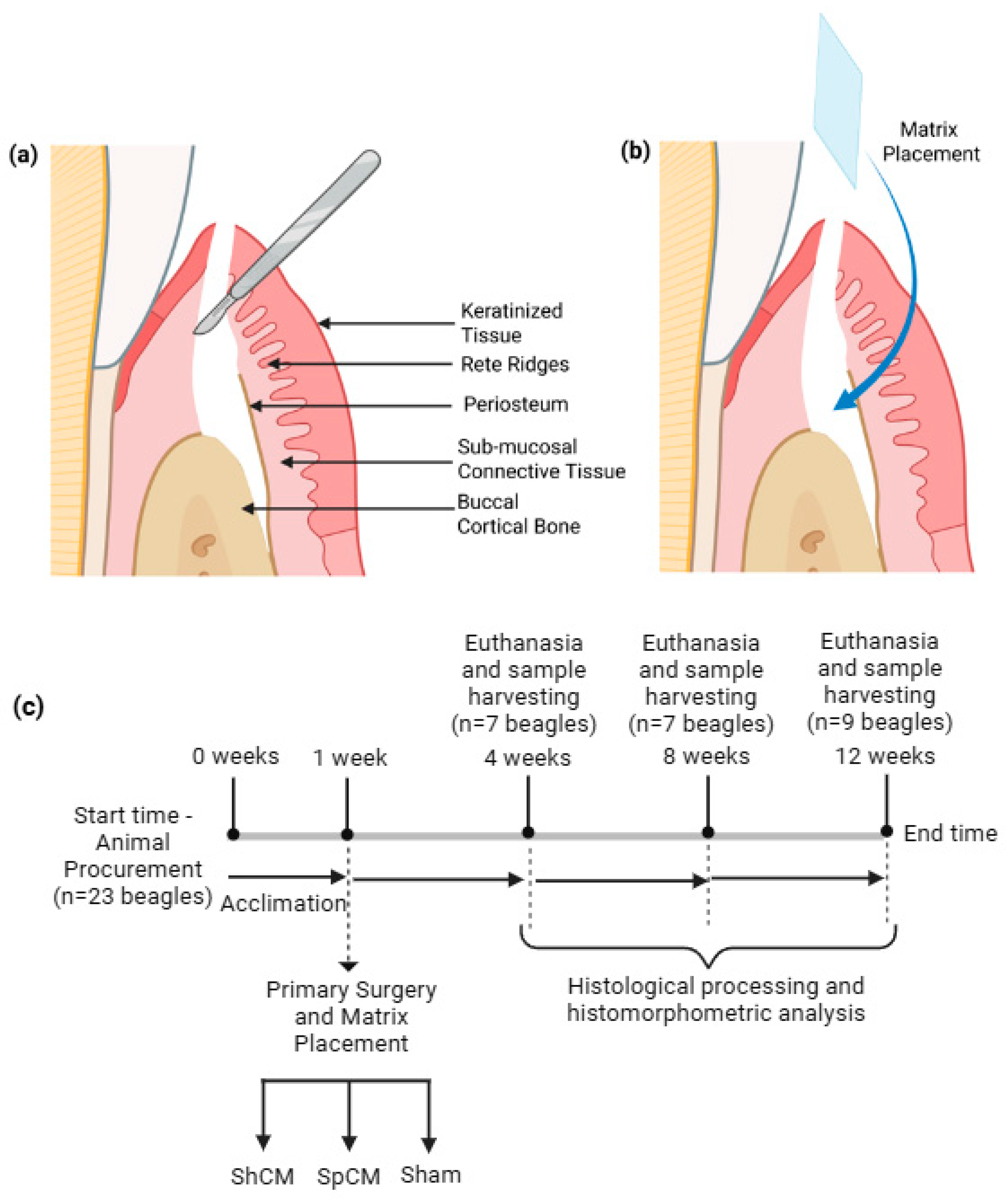Bioengineering 13 00662 g001