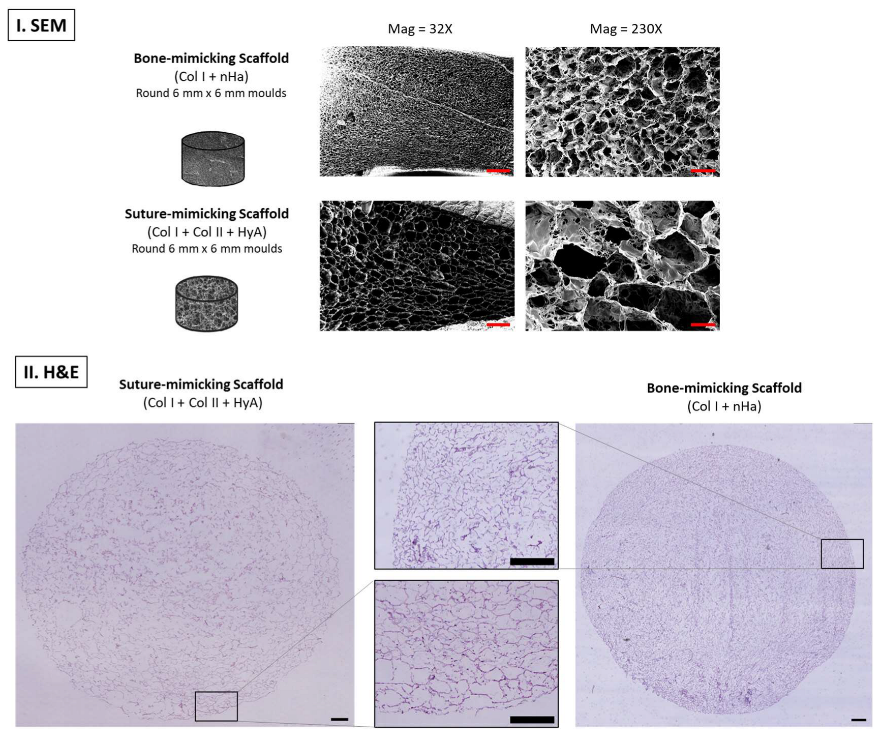 Bioengineering 13 00746 g006 Bioengineering 13 00746 g006