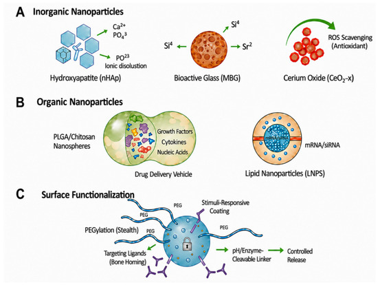 Nanoparticle-Enabled Modulation of the Bone Immune