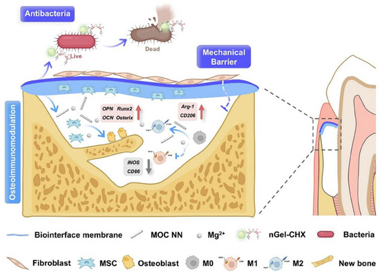 Nanoparticle-Enabled Modulation of the Bone Immune