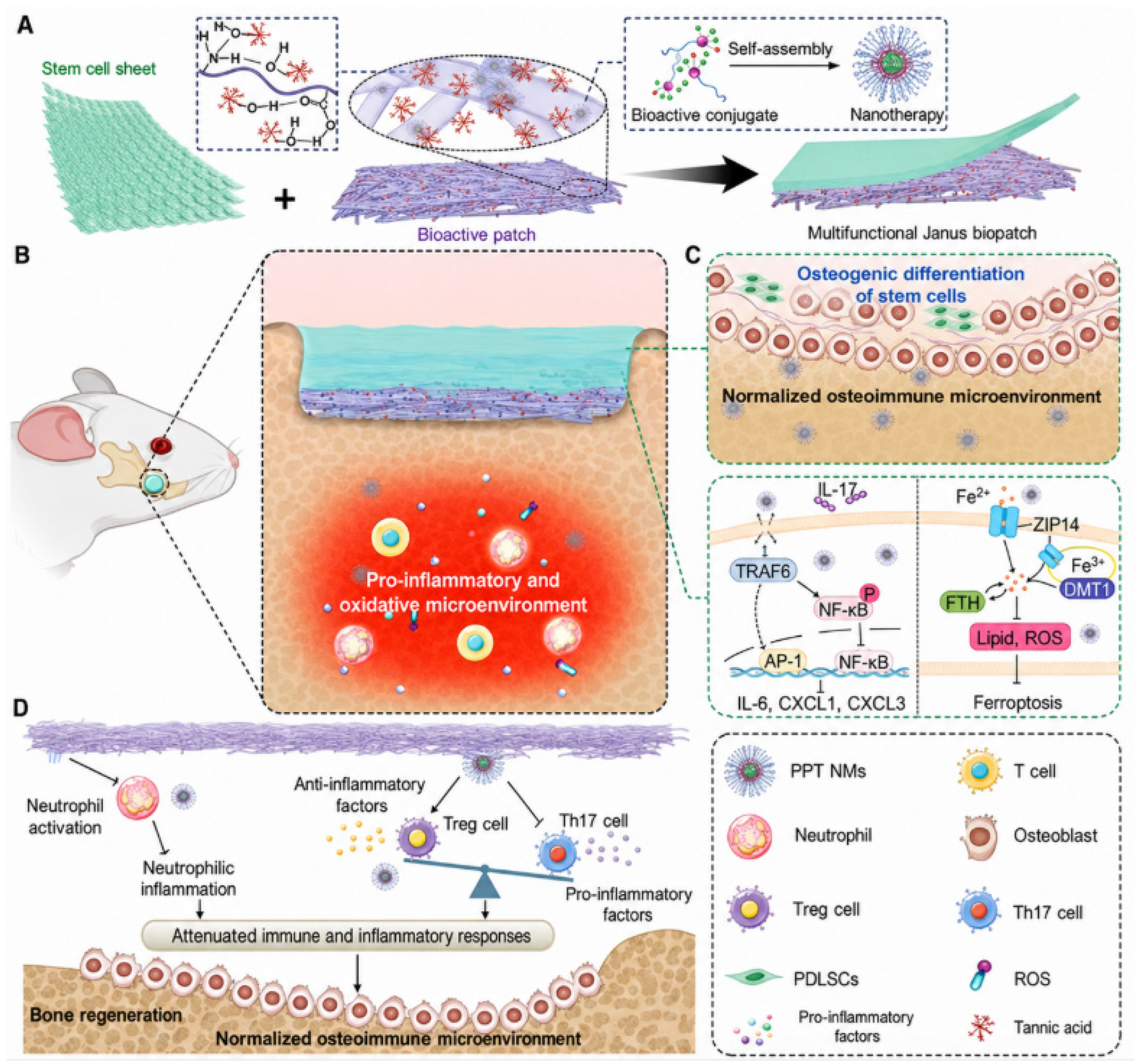 Nanoparticle-Enabled Modulation of the Bone Immune