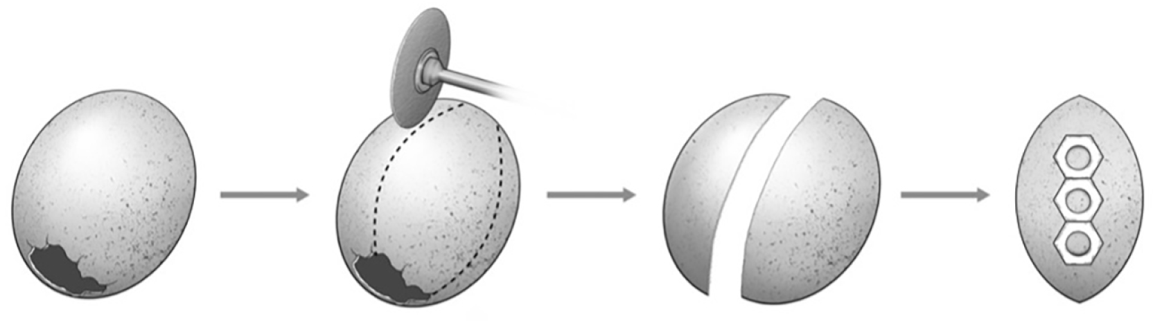 Bioengineering 13 00815 g001