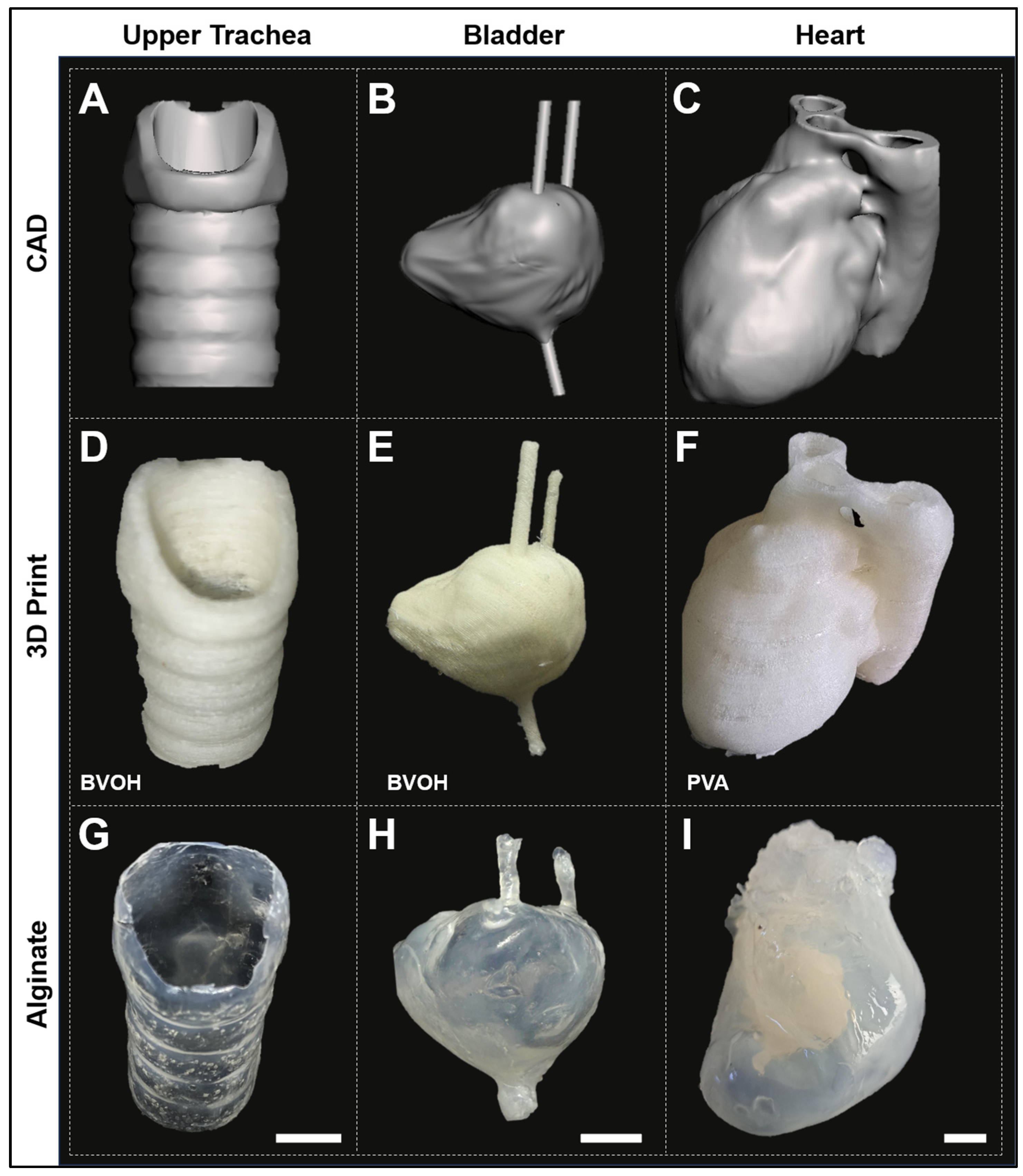 Bioengineering 13 00838 g004 Bioengineering 13 00838 g004