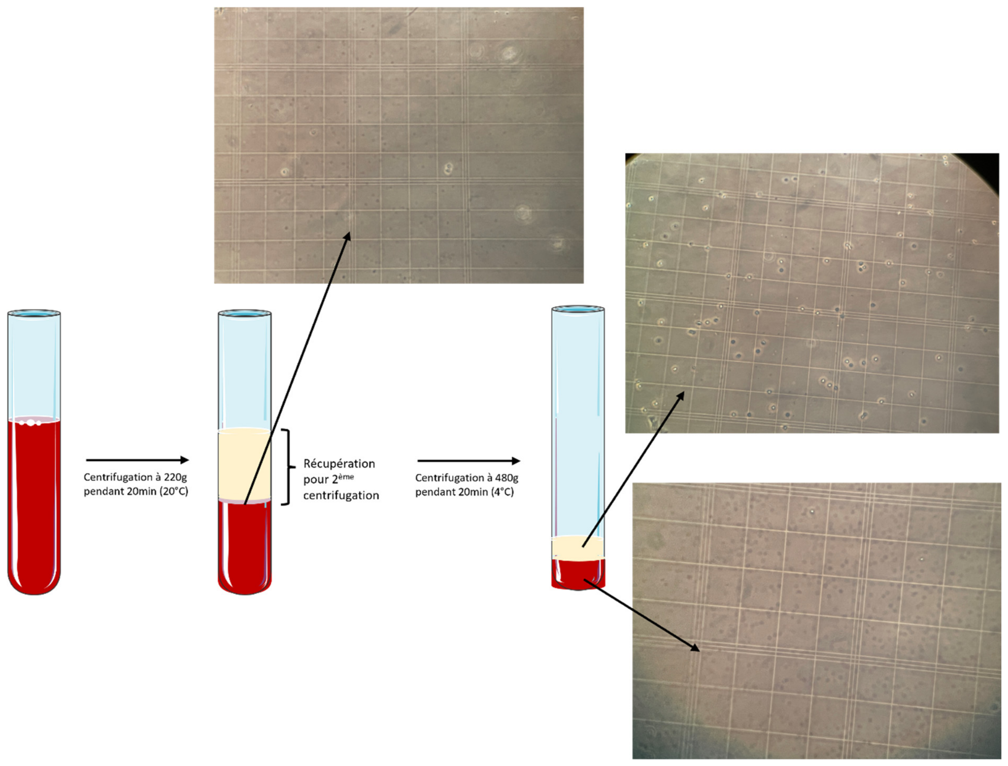 Bioengineering 13 00909 g001