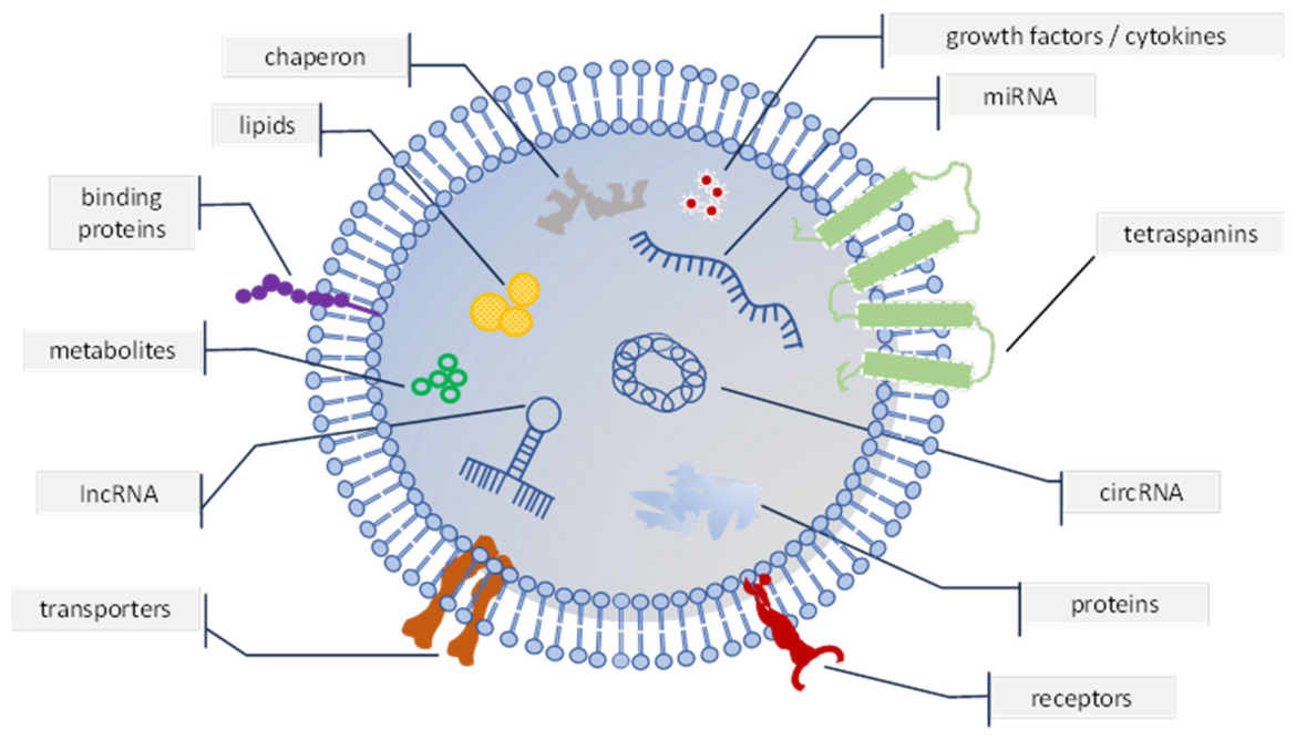 Bioengineering 13 01086 g001 Bioengineering 13 01086 g001