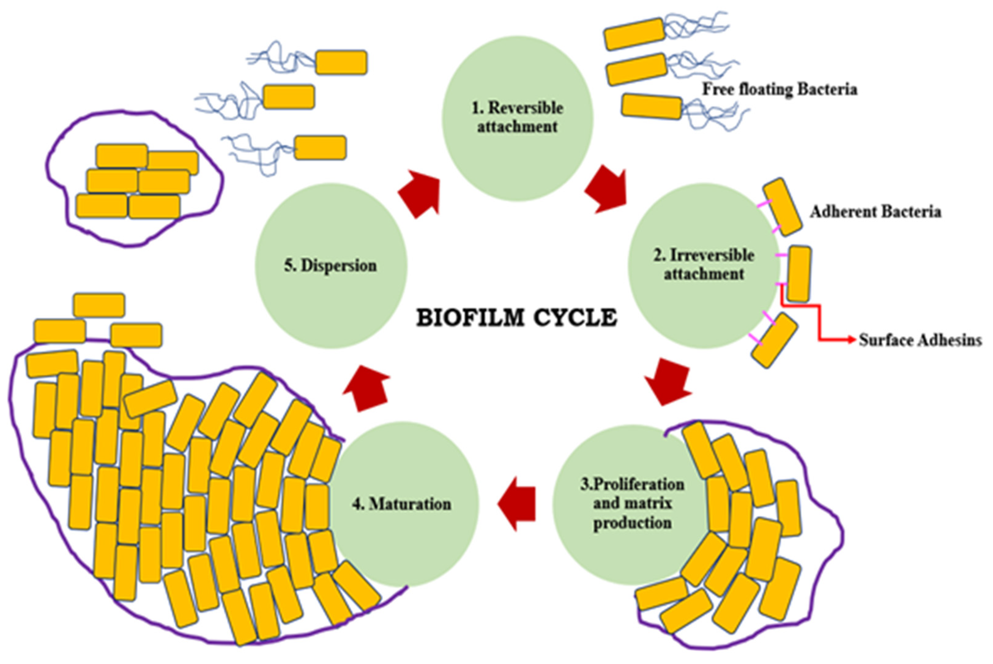 Evolving biofilm inhibition and eradication in clinical settings