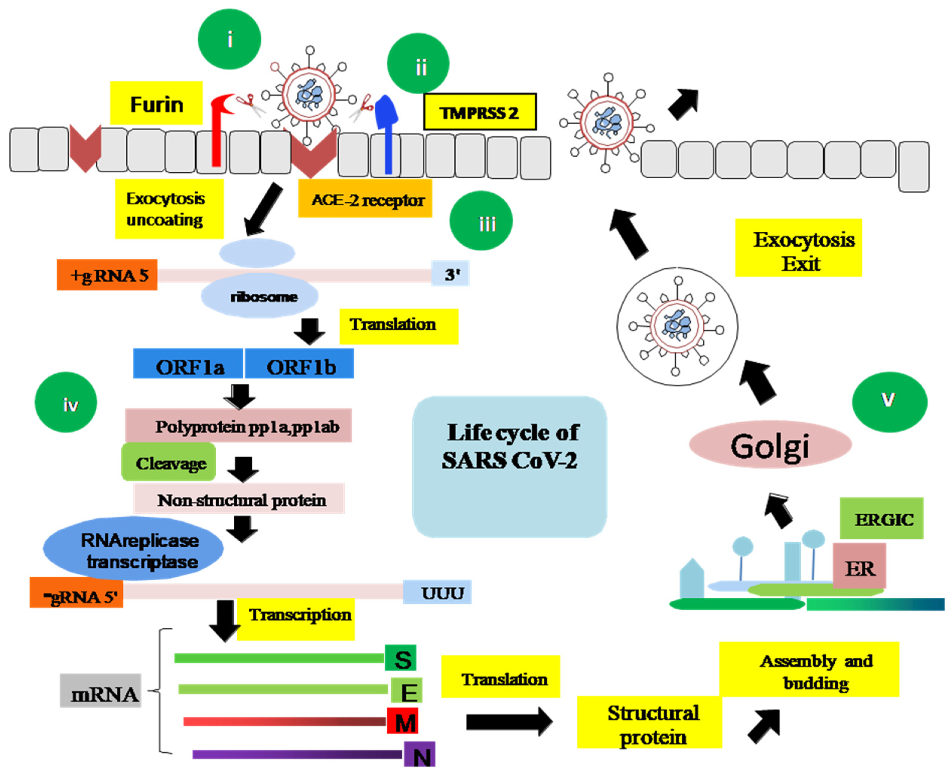 Biologics 01 00021 g004