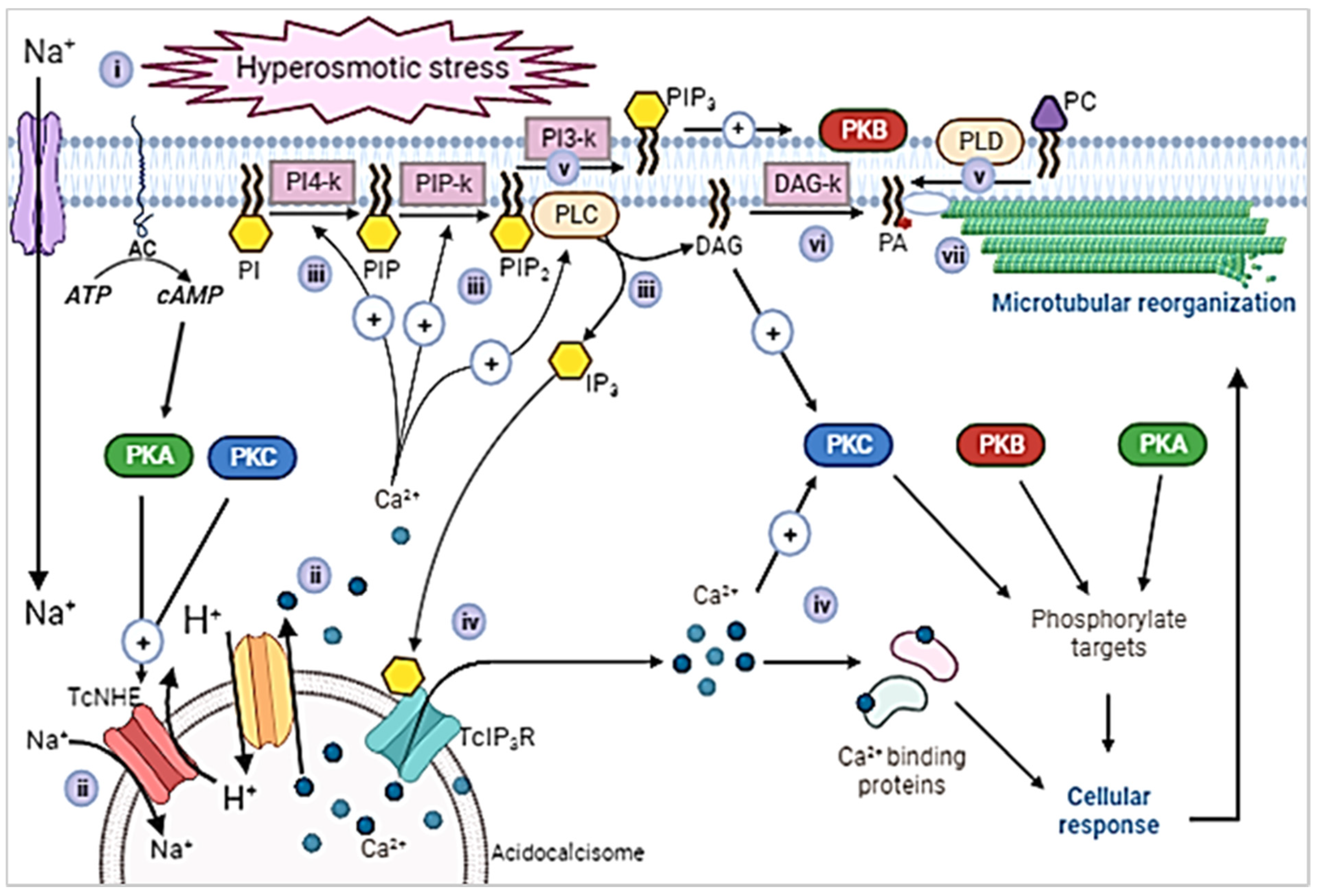 Biologics 01 00022 g006 Biologics 01 00022 g006