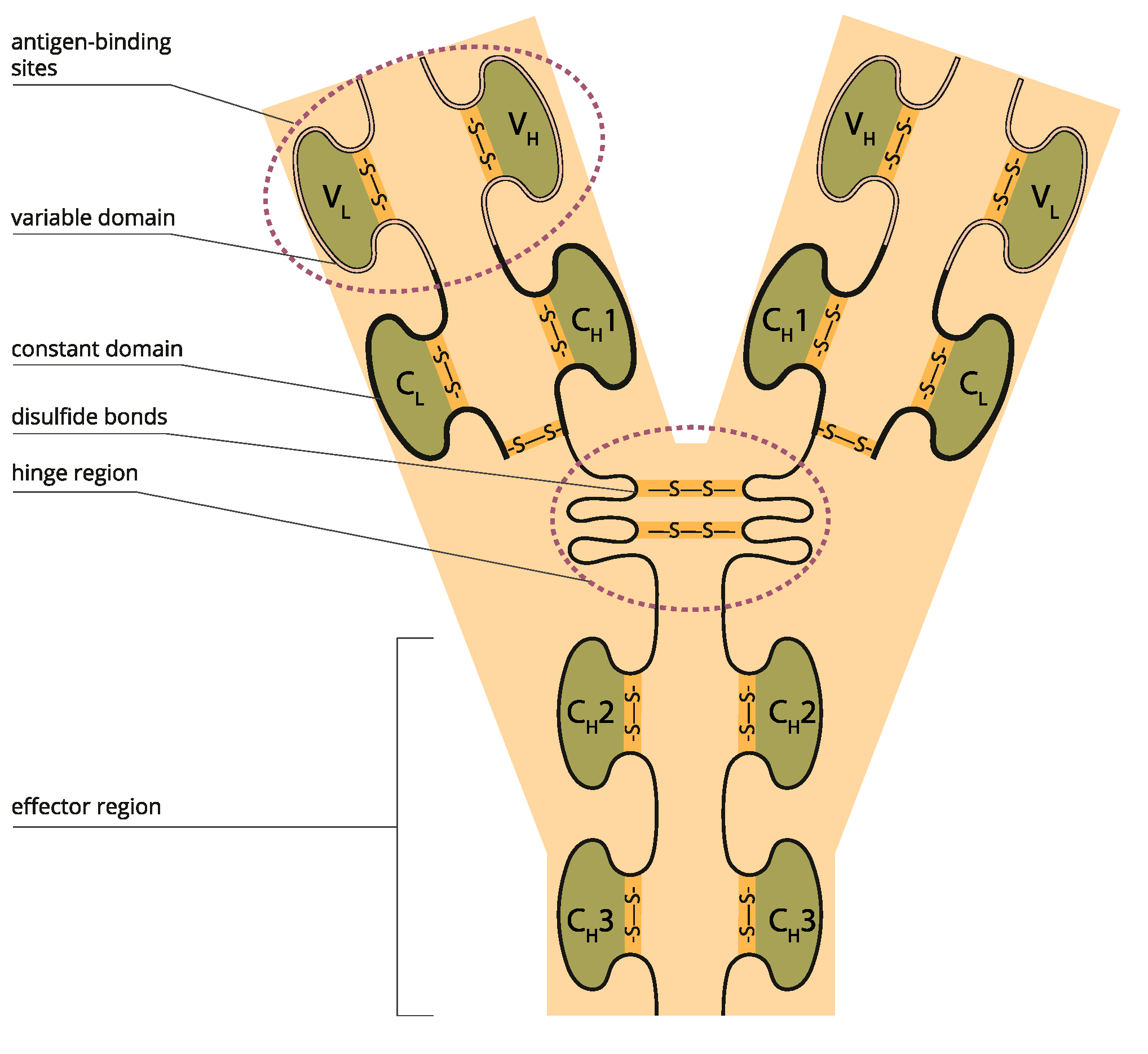 Biologics 03 00005 g002 Biologics 03 00005 g002