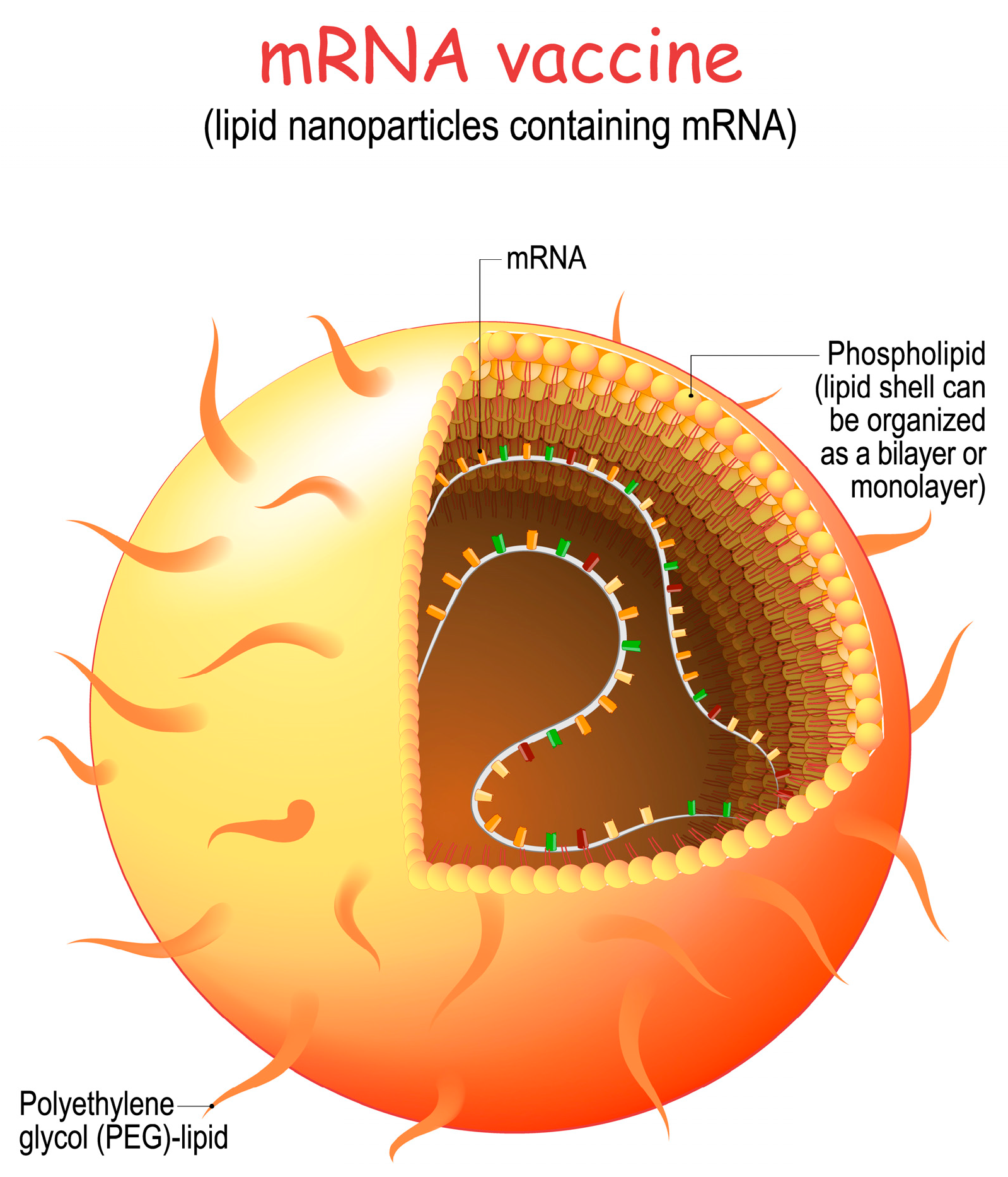 Biologics 03 00020 g004