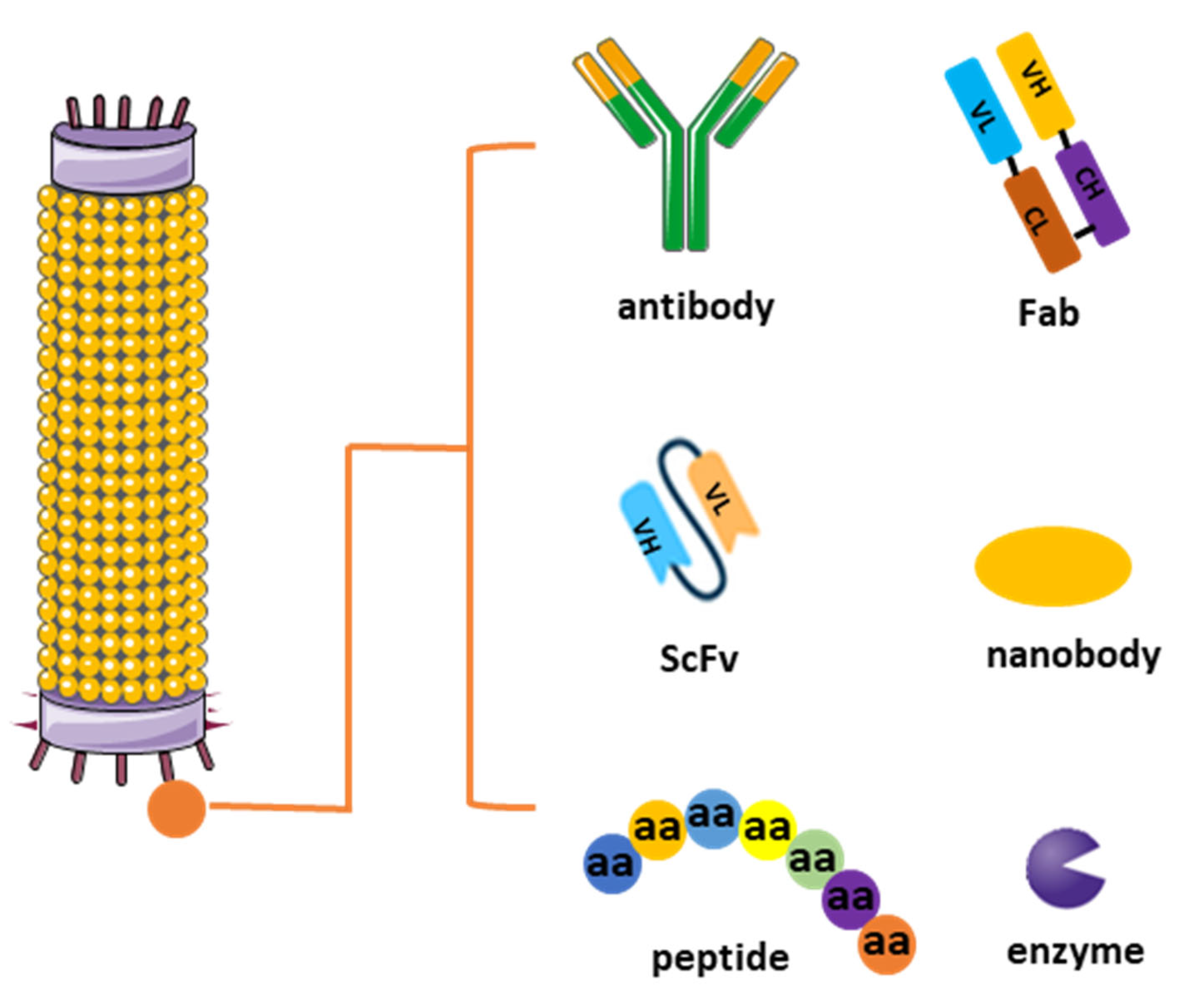 Biologics 04 00005 g001 Biologics 04 00005 g001