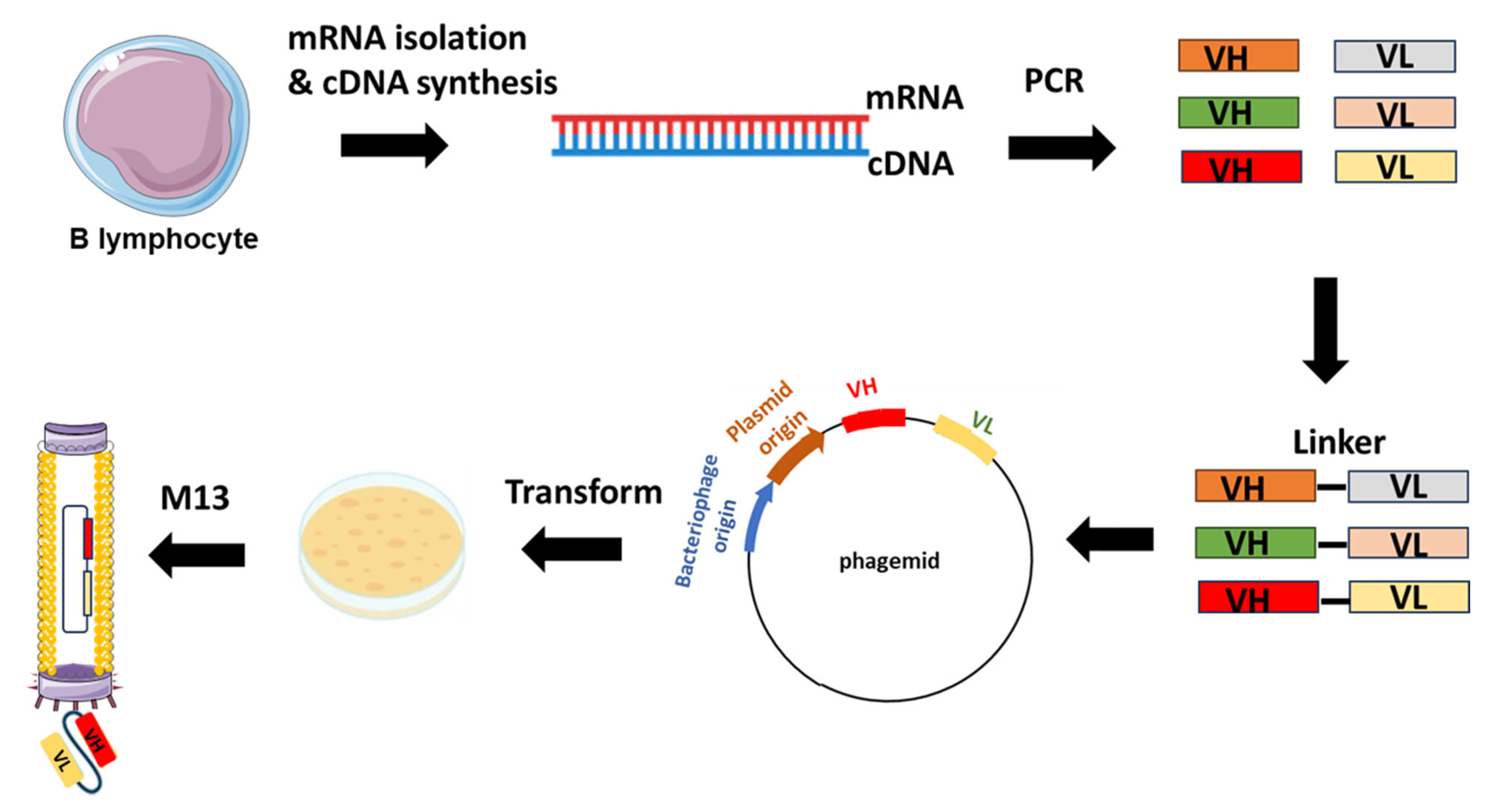 Biologics 04 00005 g002 Biologics 04 00005 g002