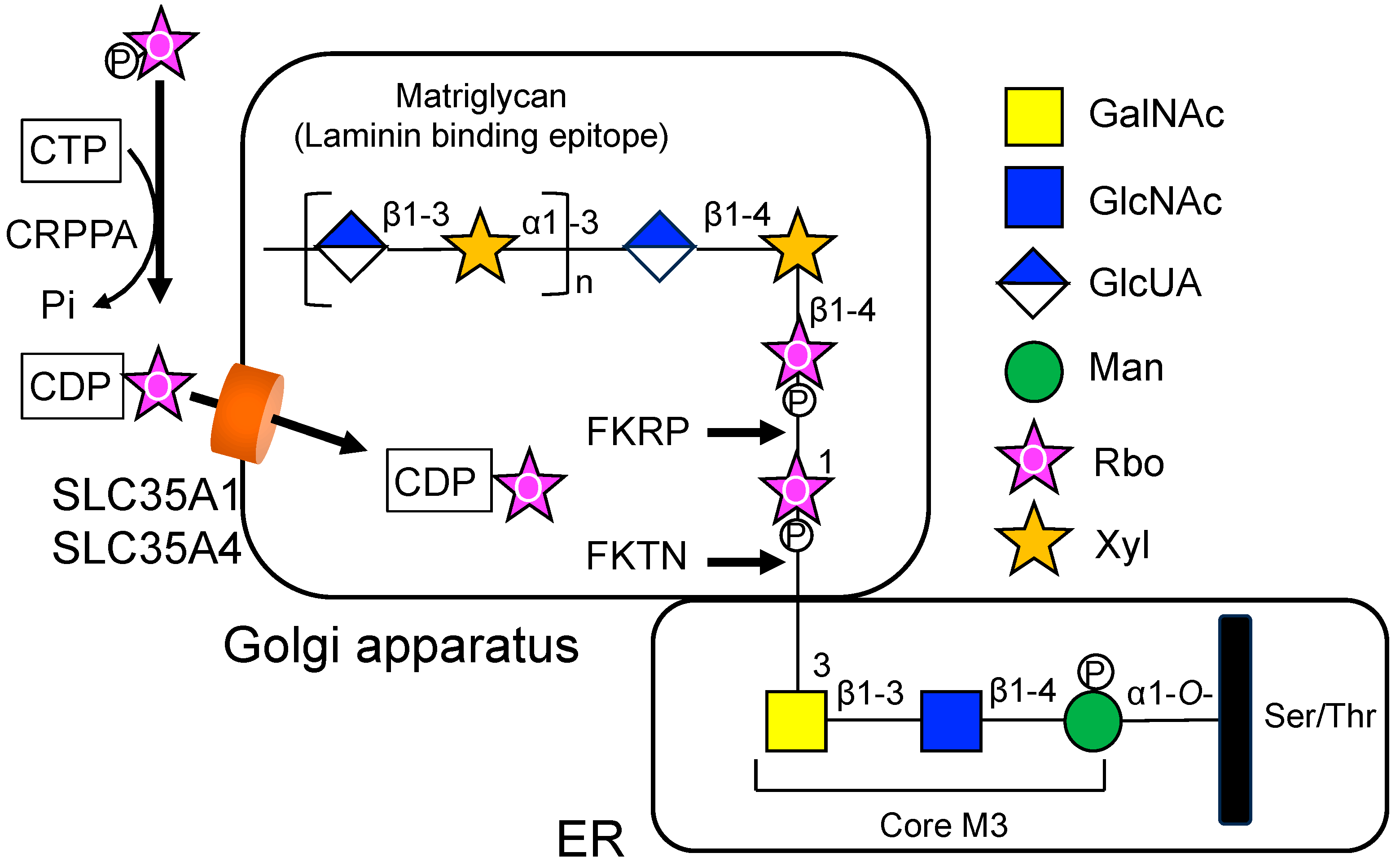 Biologics 04 00017 g003 Biologics 04 00017 g003