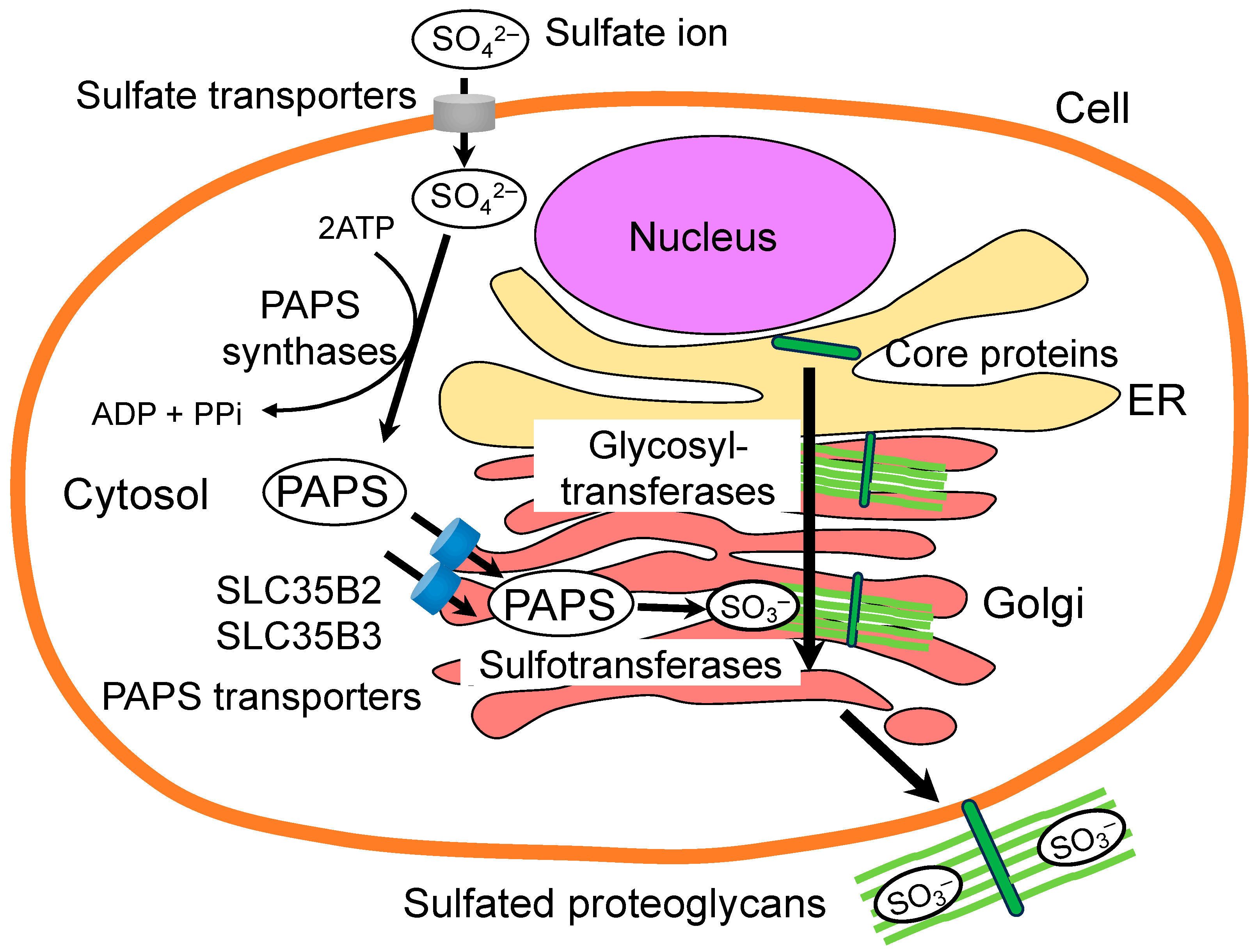 Biologics 04 00017 g004 Biologics 04 00017 g004