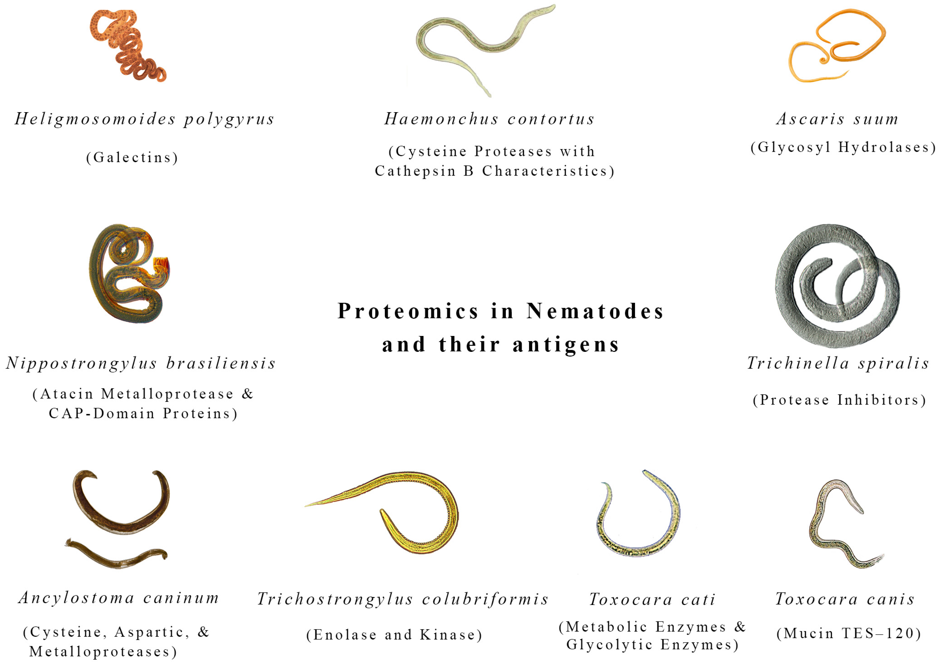 Biologics 04 00020 g001 Biologics 04 00020 g001