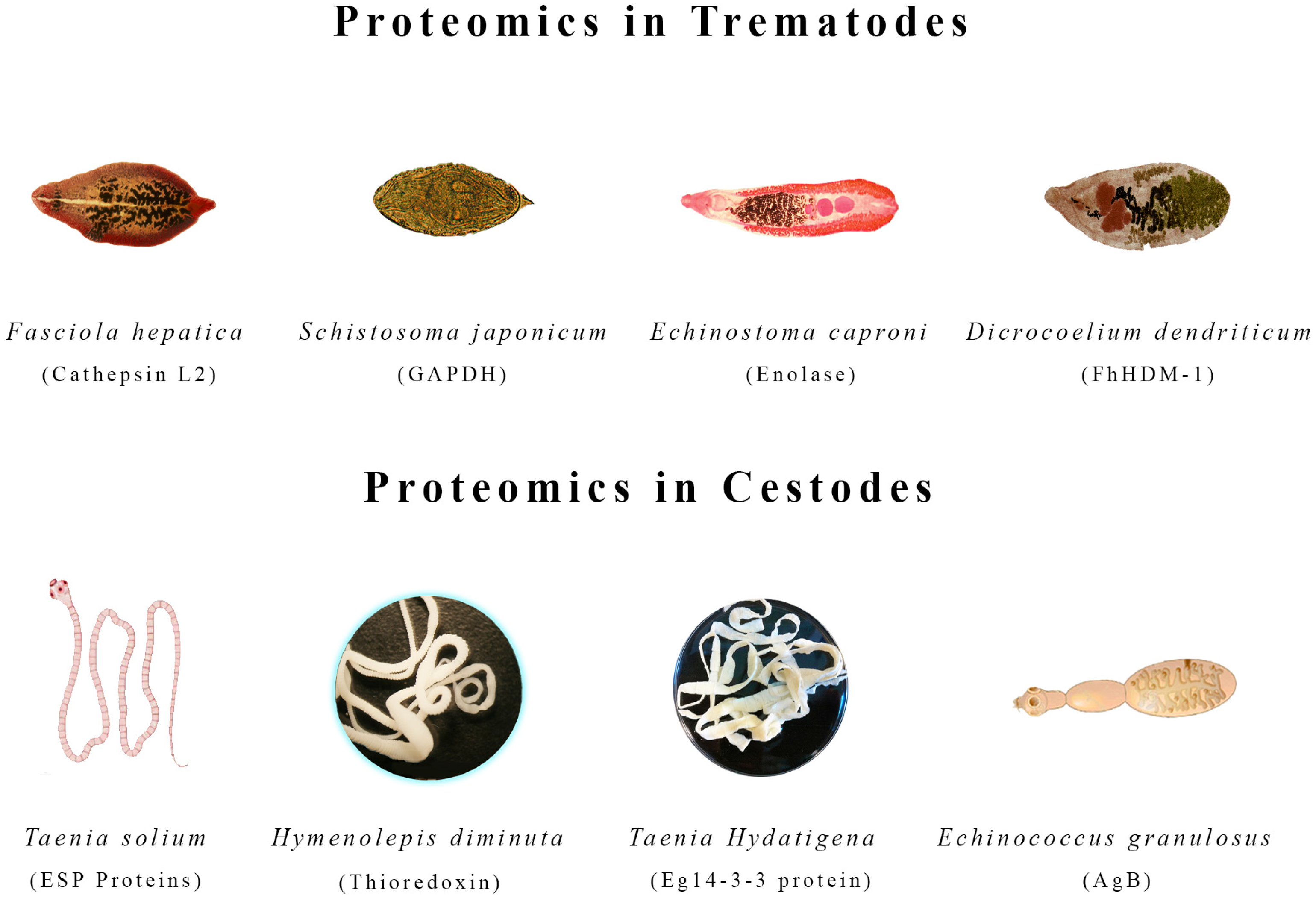 Biologics 04 00020 g002 Biologics 04 00020 g002