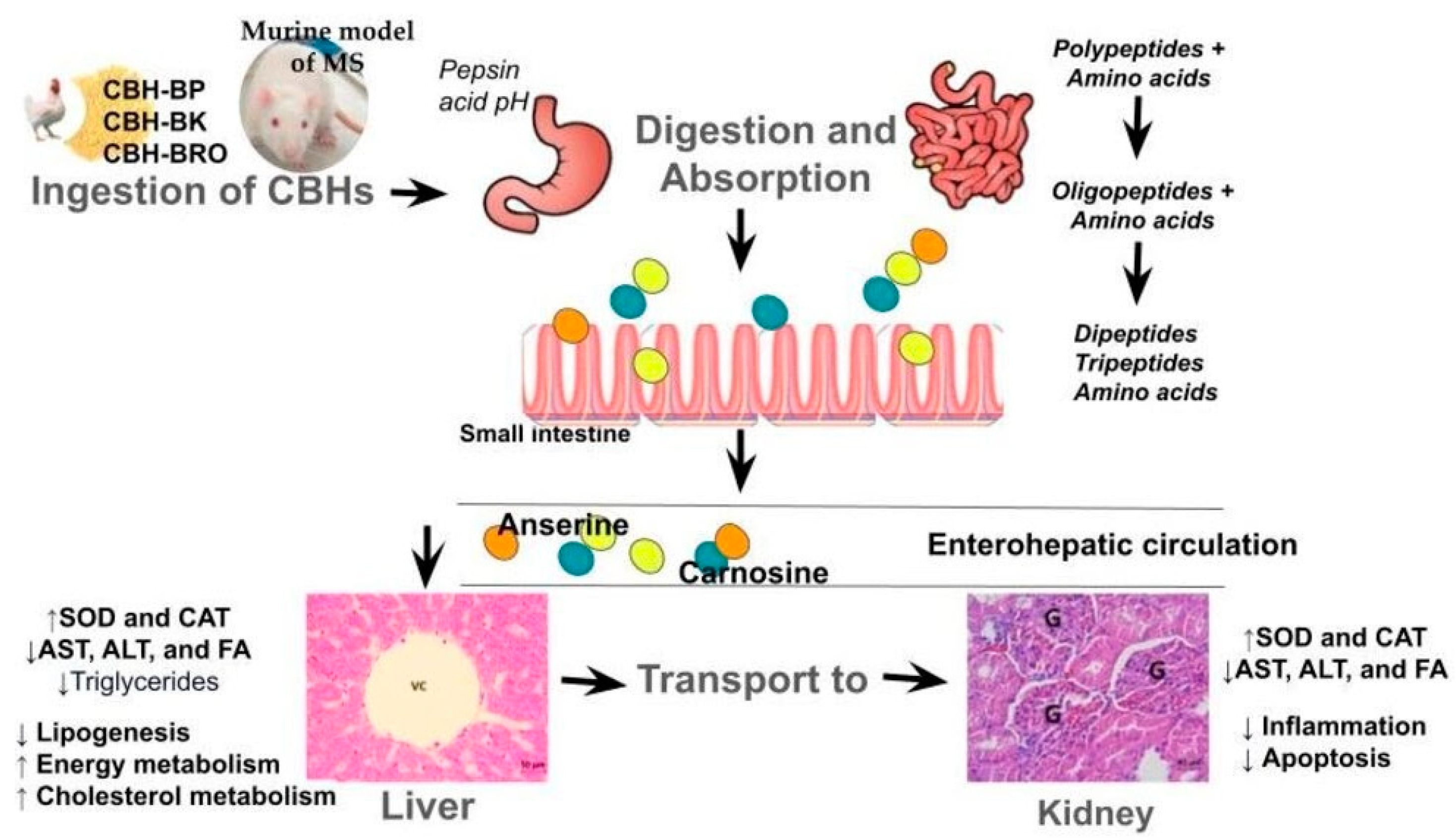 Biologics 04 00021 g009 Biologics 04 00021 g009