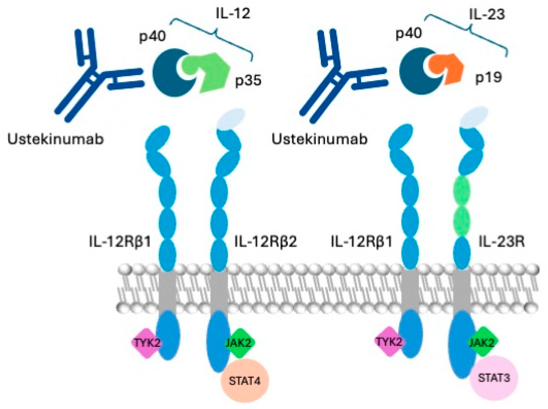 Biologics 04 00025 g001