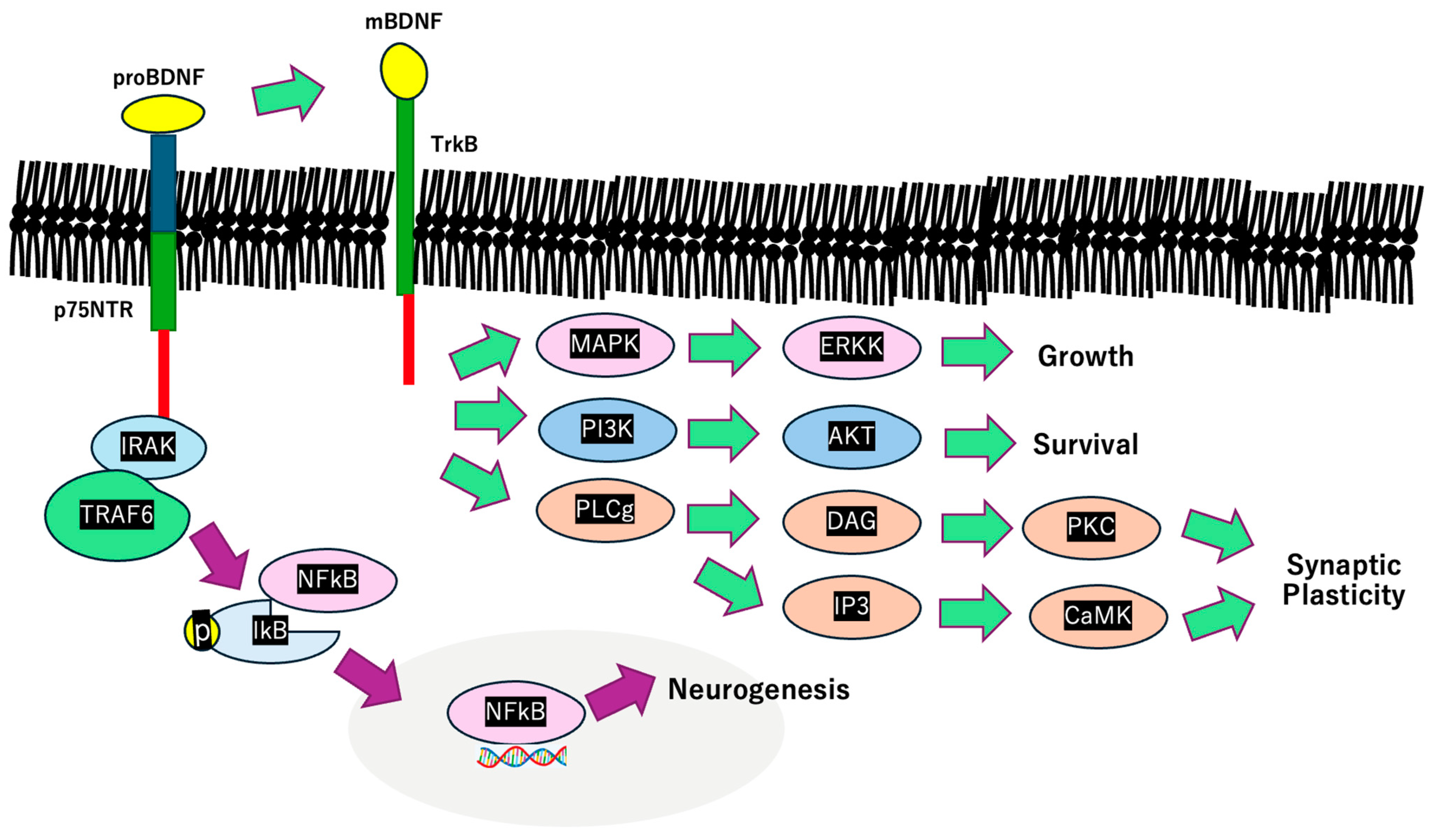 Biologics 05 00007 g002