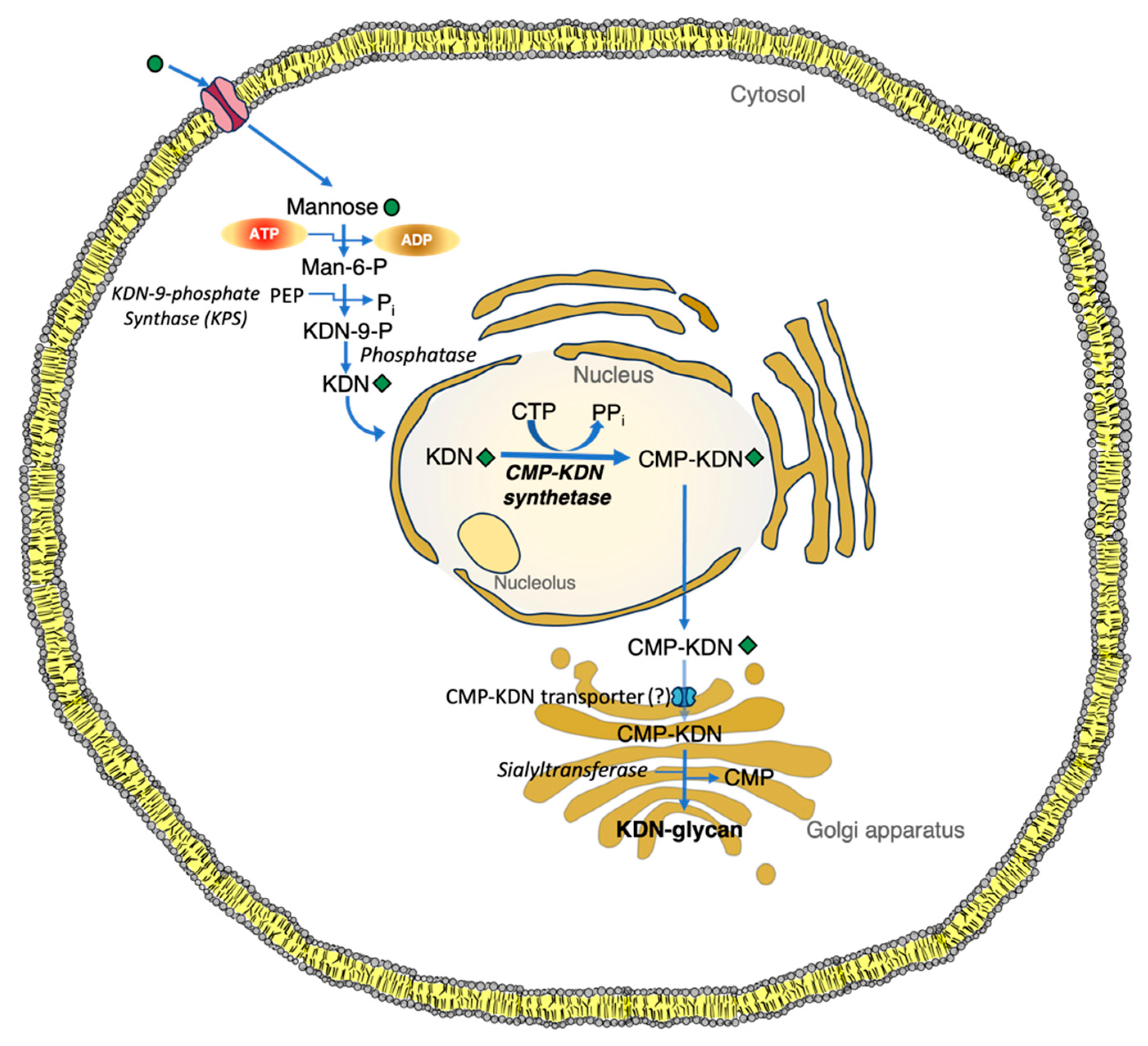 Biologics 05 00010 g004 Biologics 05 00010 g004