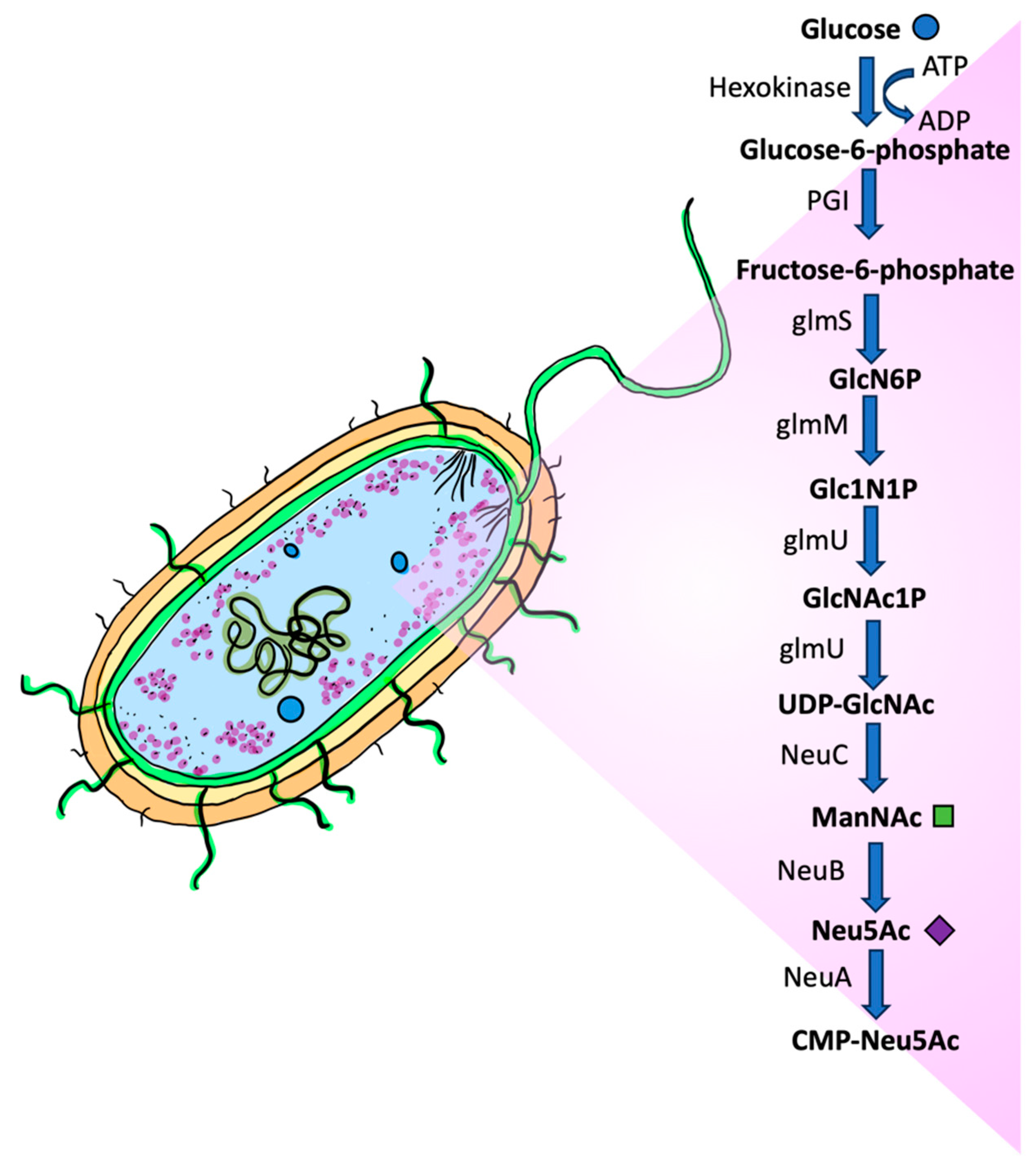 Biologics 05 00010 g005 Biologics 05 00010 g005
