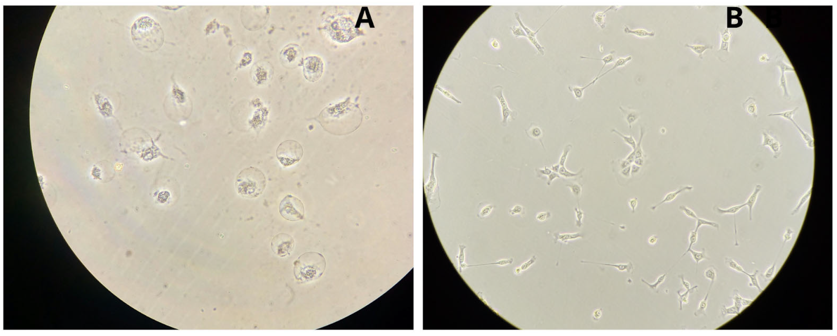 Biologics 05 00019 g006