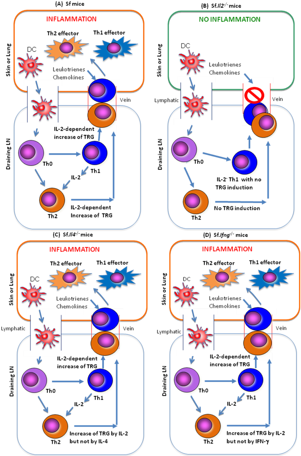 The Biology of Autoimmune Response in the Scurfy Mice that The Biology of Autoimmune Response in the Scurfy Mice that